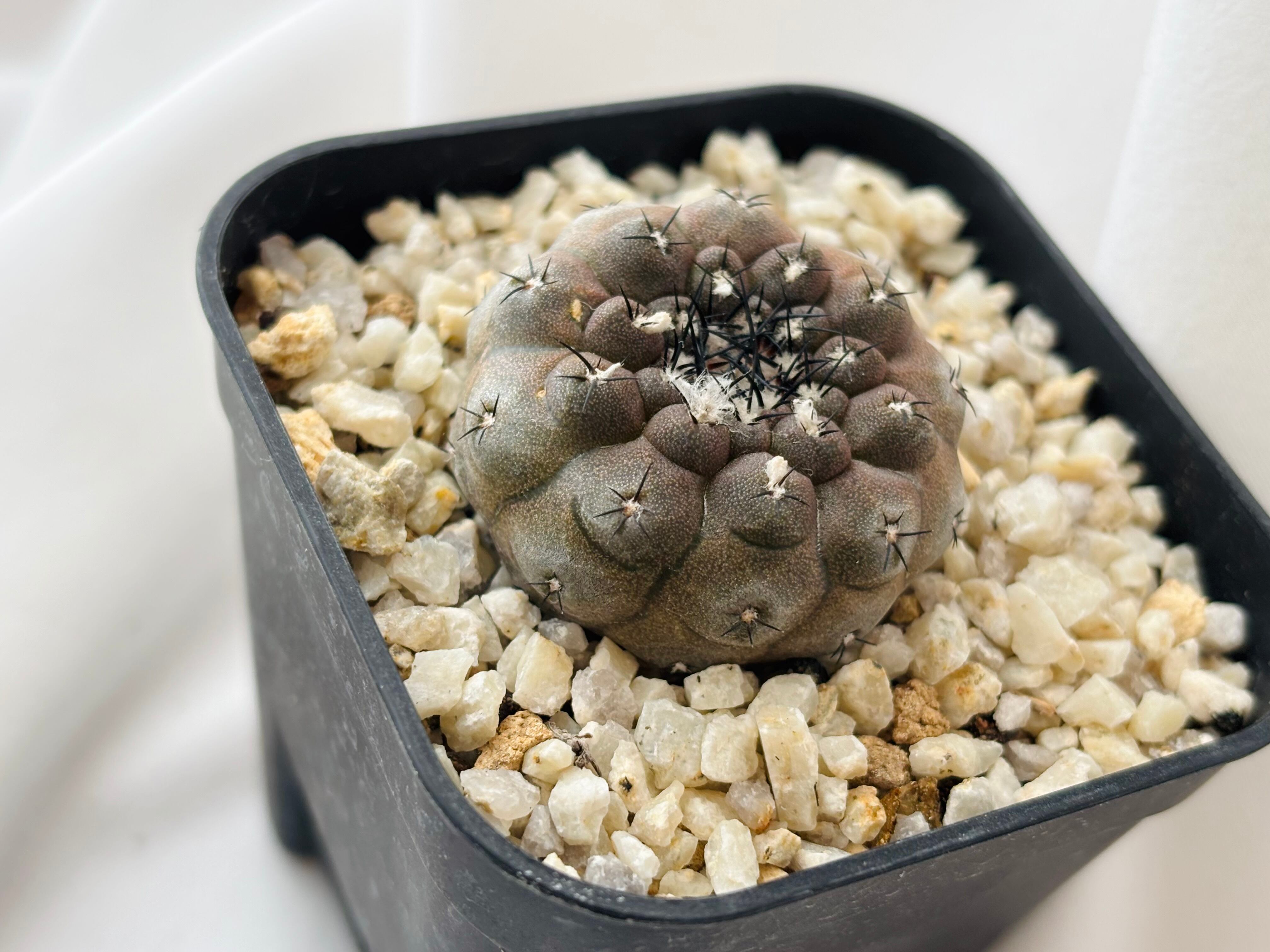 Copiapoa hypogaea コピアポア ヒポガエア サボテン | plants MARU