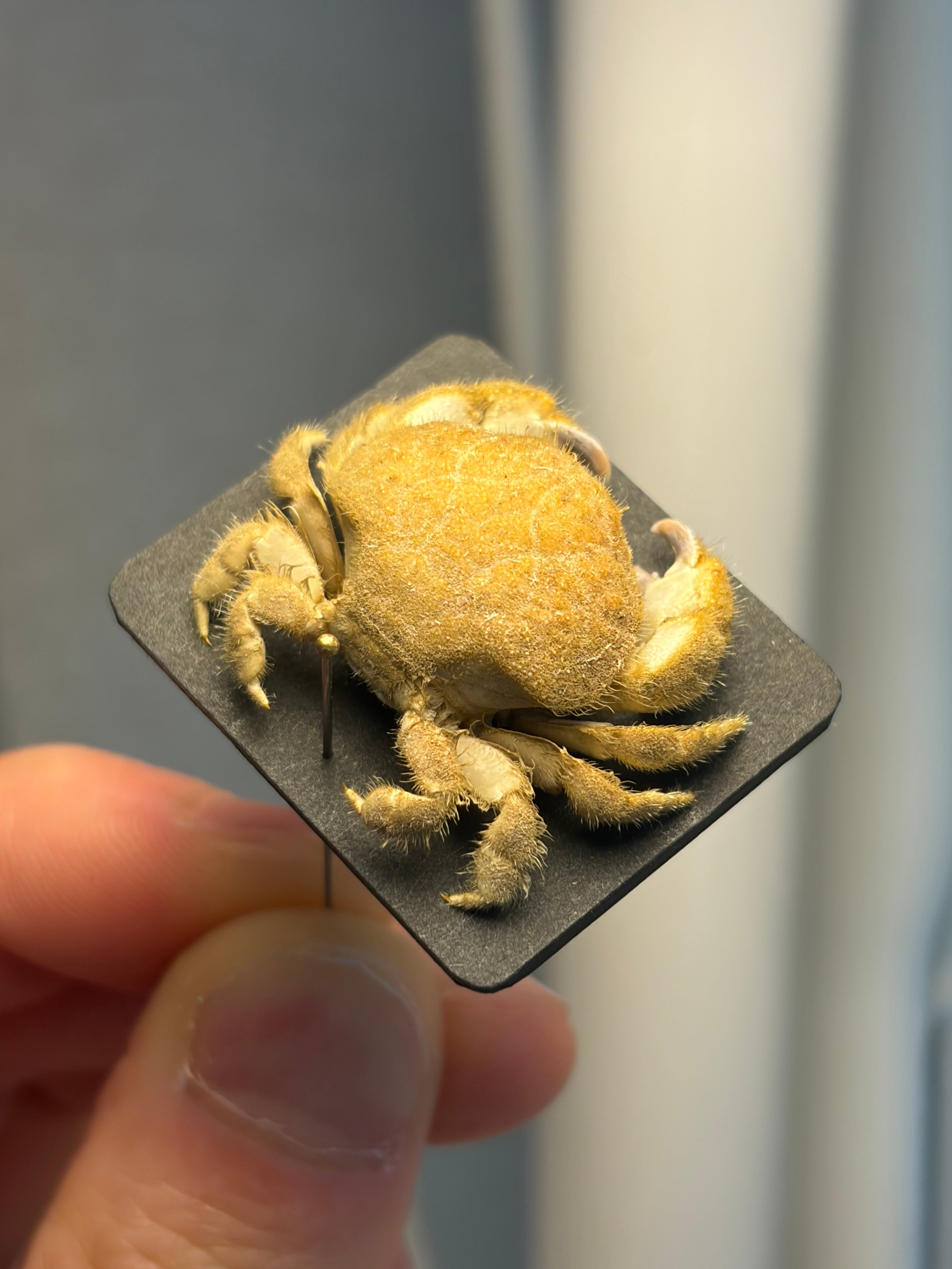 蟹標本】マルタマオウギガニの乾燥標本Calvactaea tumida エビ シャコ