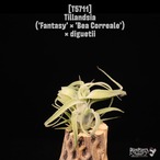 【reserved】('Fantasy' × 'Bea Correale') × diguetii〔エアプランツ〕現品発送T5711