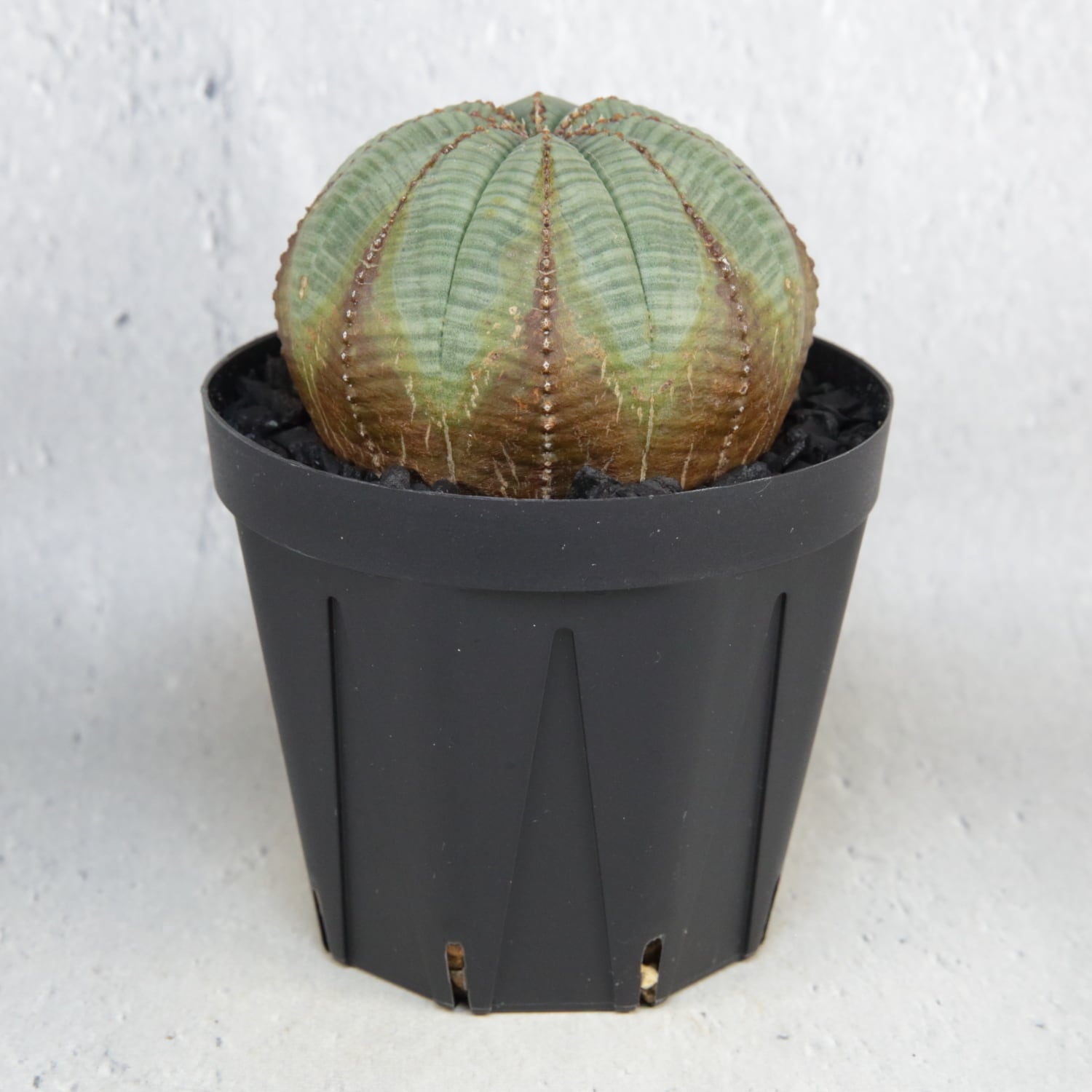 希少　オールド　オベサ　大　王冠　良形　美株　塊根植物　ユーフォルビア　発根済み ユーフォルビア オベサ /オールド オベサ （発根済み）RF230399