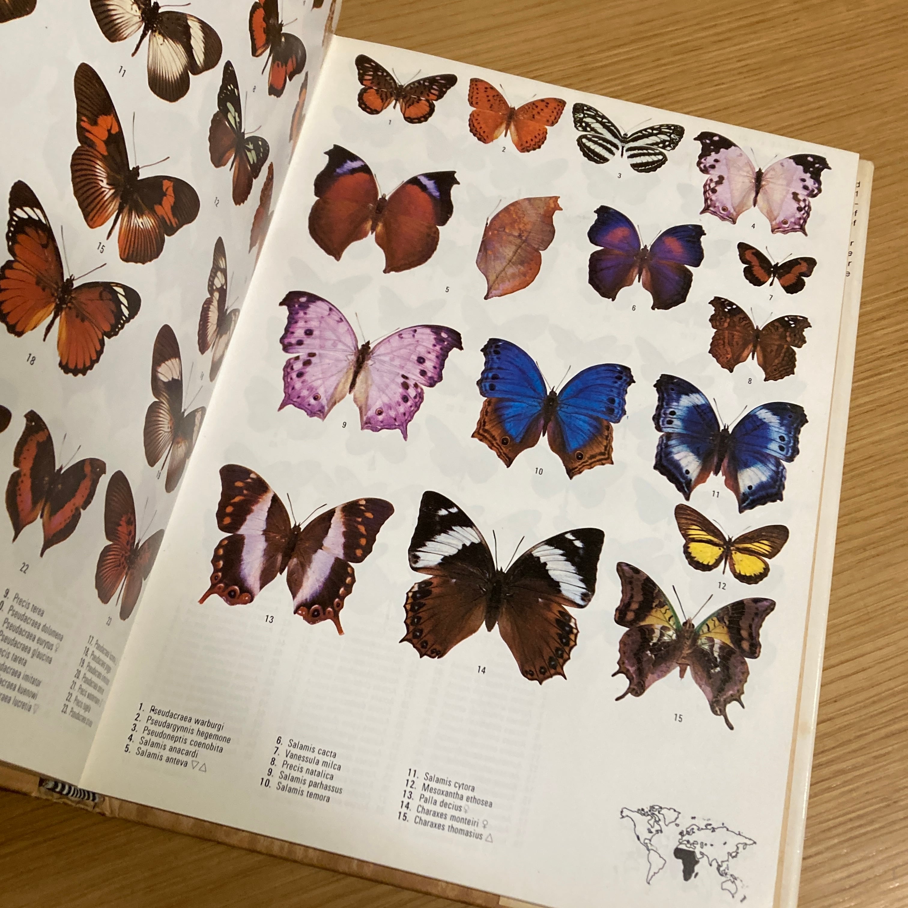 Butterflies of the World / H. L. Lewis | 百年