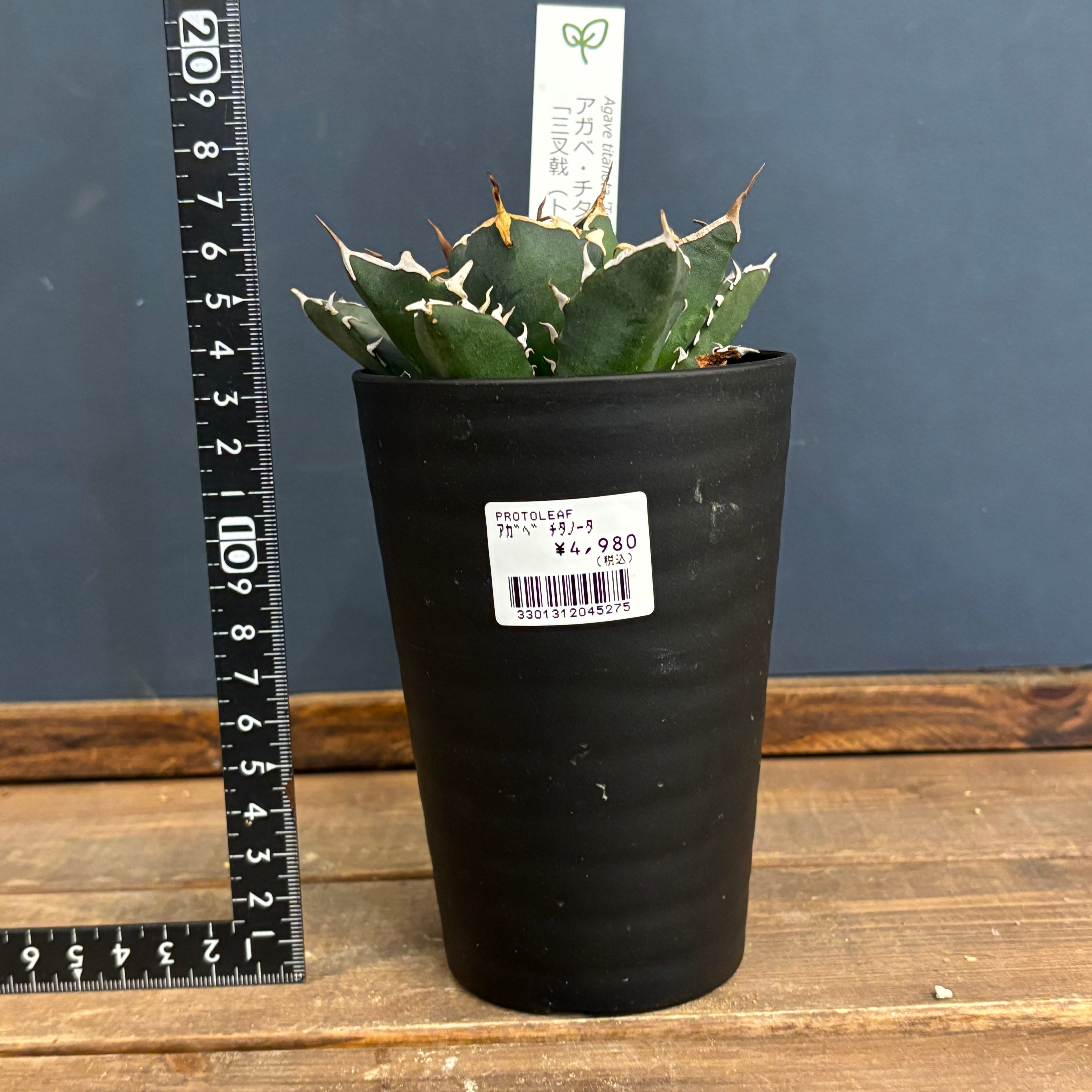 アガベ チタノタ 浪人　agave 大株　鉢のまま発送　最終値下げ価格 アガベ チタノタ 浪人 agave 大株 鉢のまま発送 最終値下げ価格 アガベ