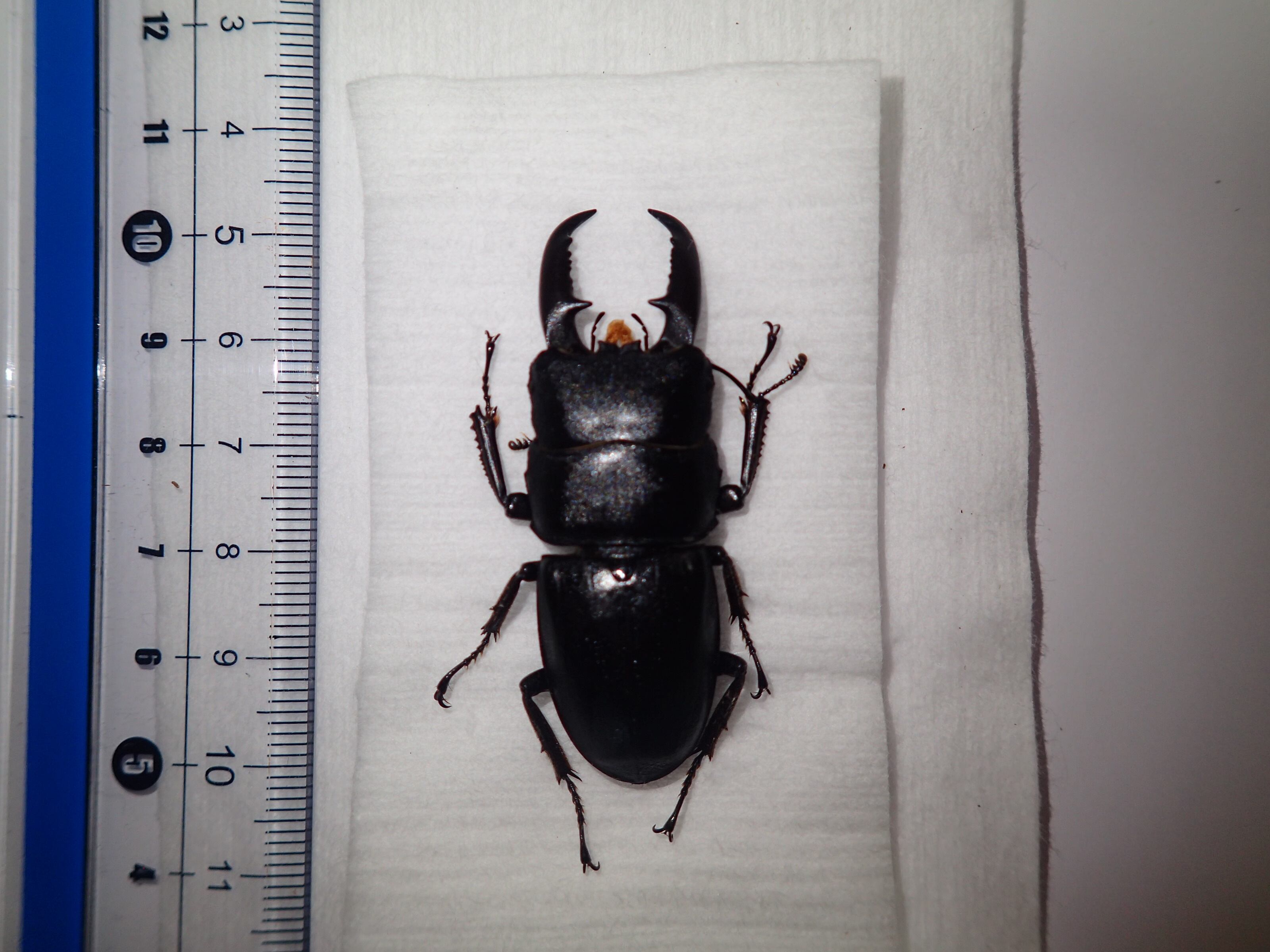 チョウセンヒラタクワガタ標本 対馬】チョウセンヒラタクワガタ♂29.5mm | クワパーク九州