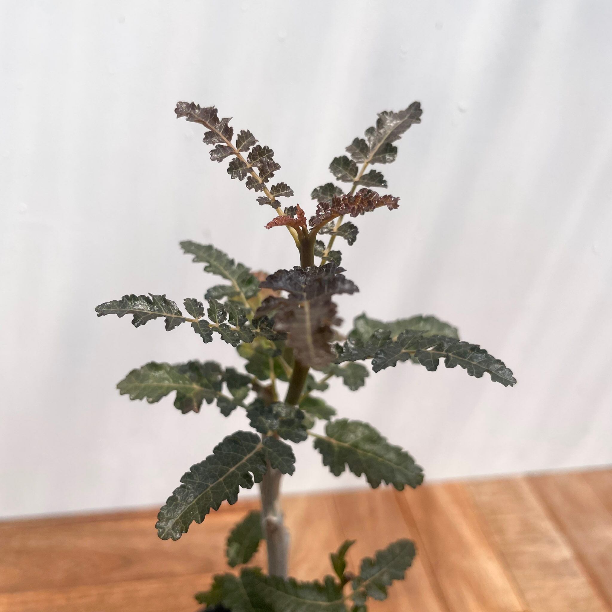 Boswellia nana【ボスウェリア・ナナ・実生】 | RIMO'S GREEN