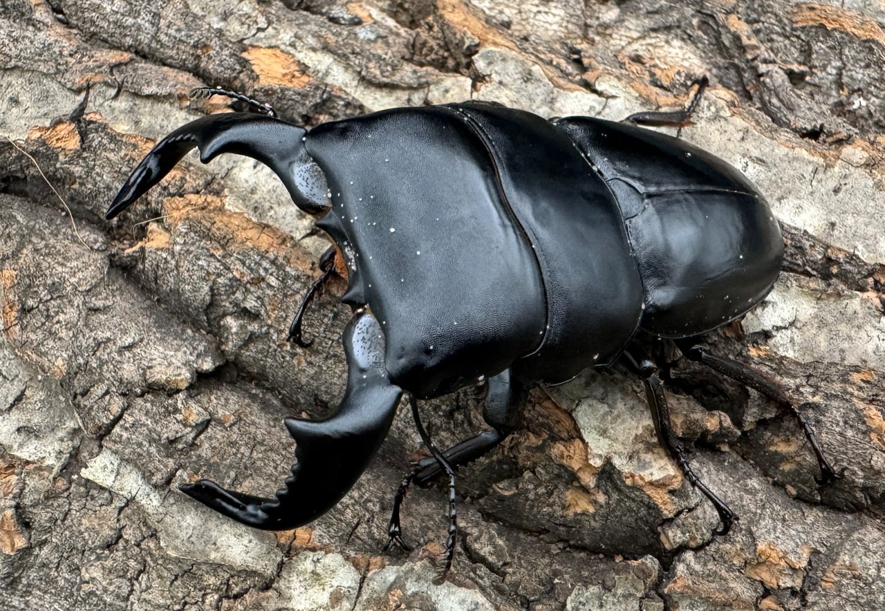 【WD】《ダイオウヒラタ 東ジャワ産 83mm ペア》