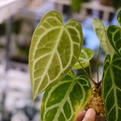 アンスリウム クリスタリナム × マグニフィカム⑥ / Anthurium