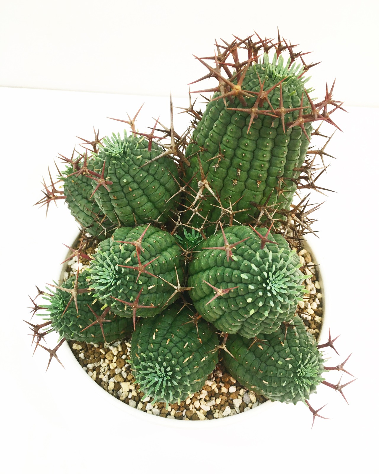 ユーフォルビア 群星冠 Euphorbia stellispina 20210815 | SPG 