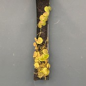 【伊藤蟻】ディスキディア　コクレアータ【380】