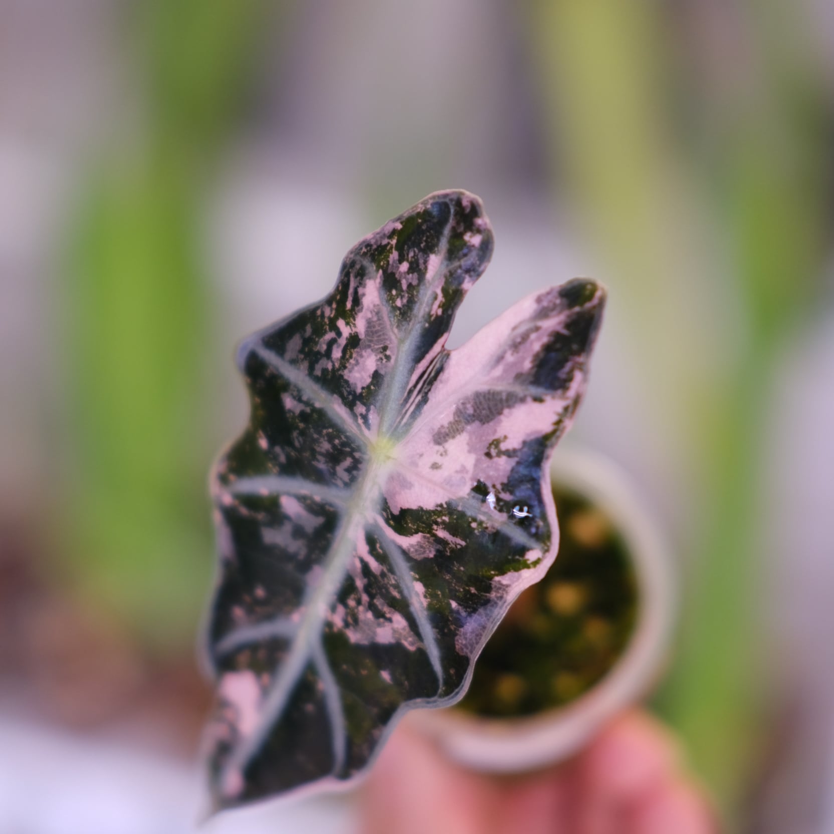 Alocasia Amazonica Polly Pink varigated│アロカシア アマゾニカ