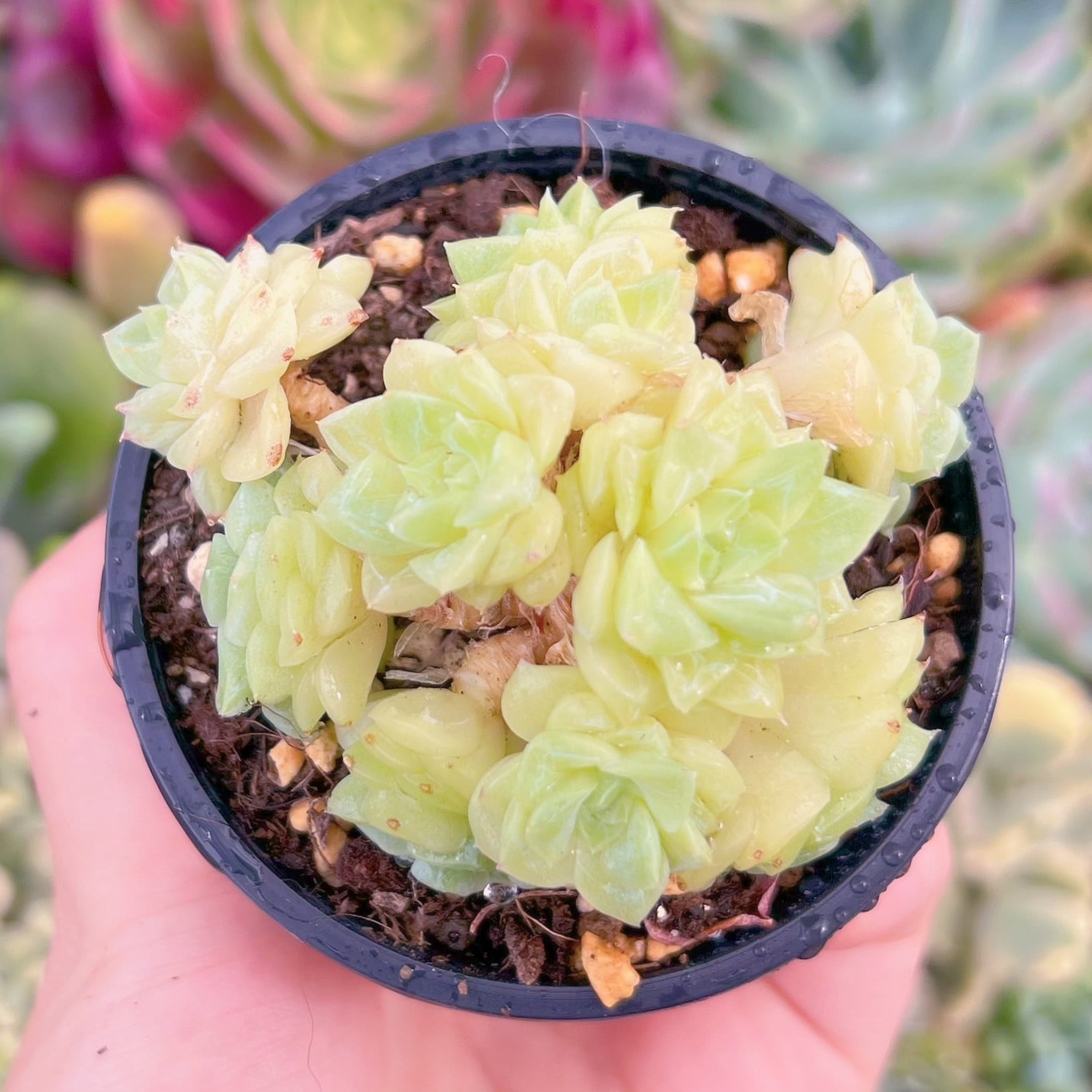 現品　 ホワイトスワン#F017　群生　るる農園