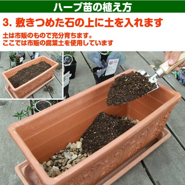 追跡付き便】 レッドソレル（ルメックス）ハーブ苗 ベビーリーフ 3株