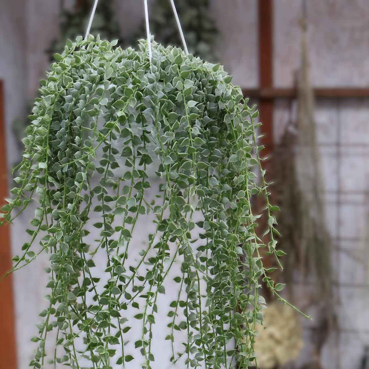 381 小さなハートが重なり合う、やさしい彩りのカーテン