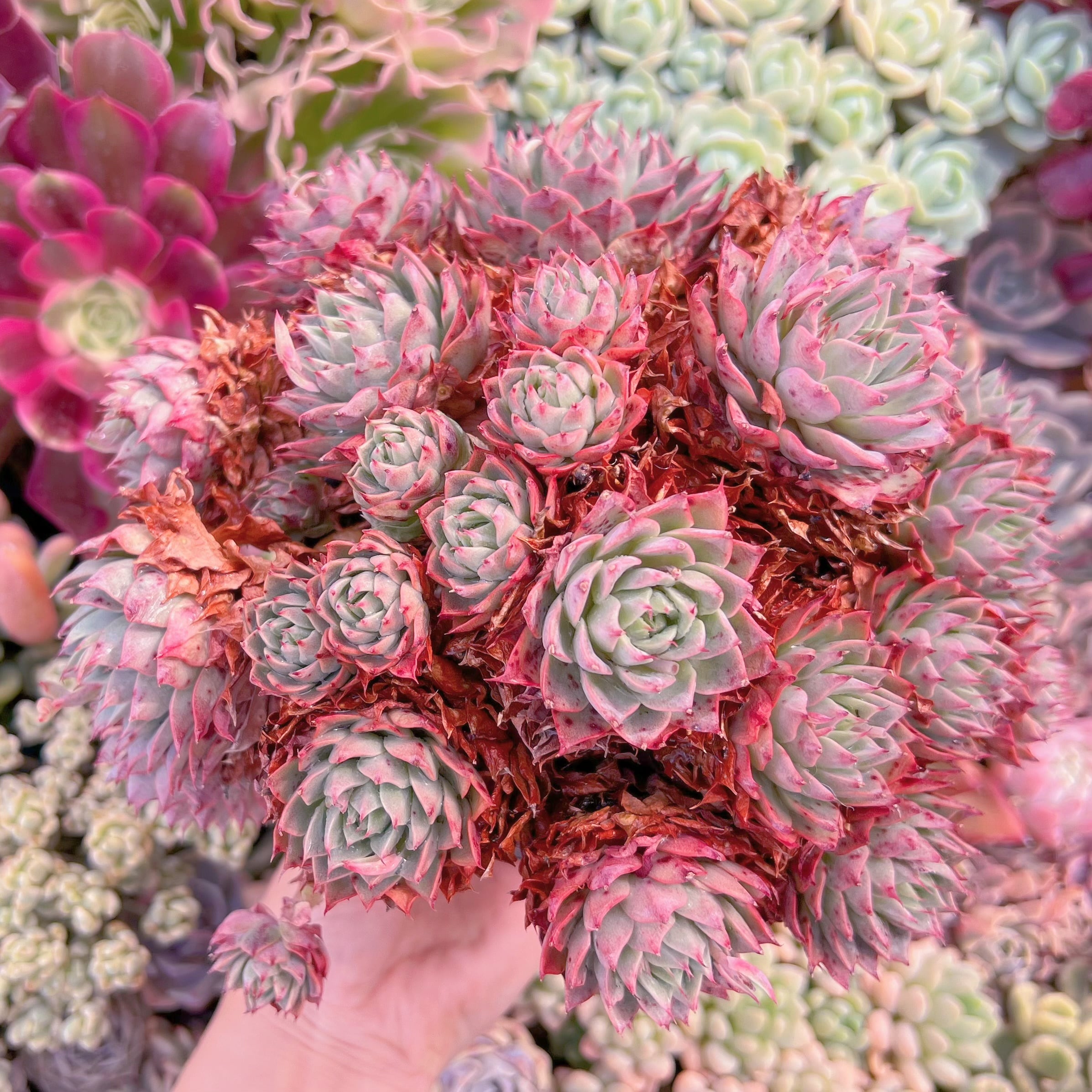 現品　リンゼアナ#079　特大大群生　るる農園