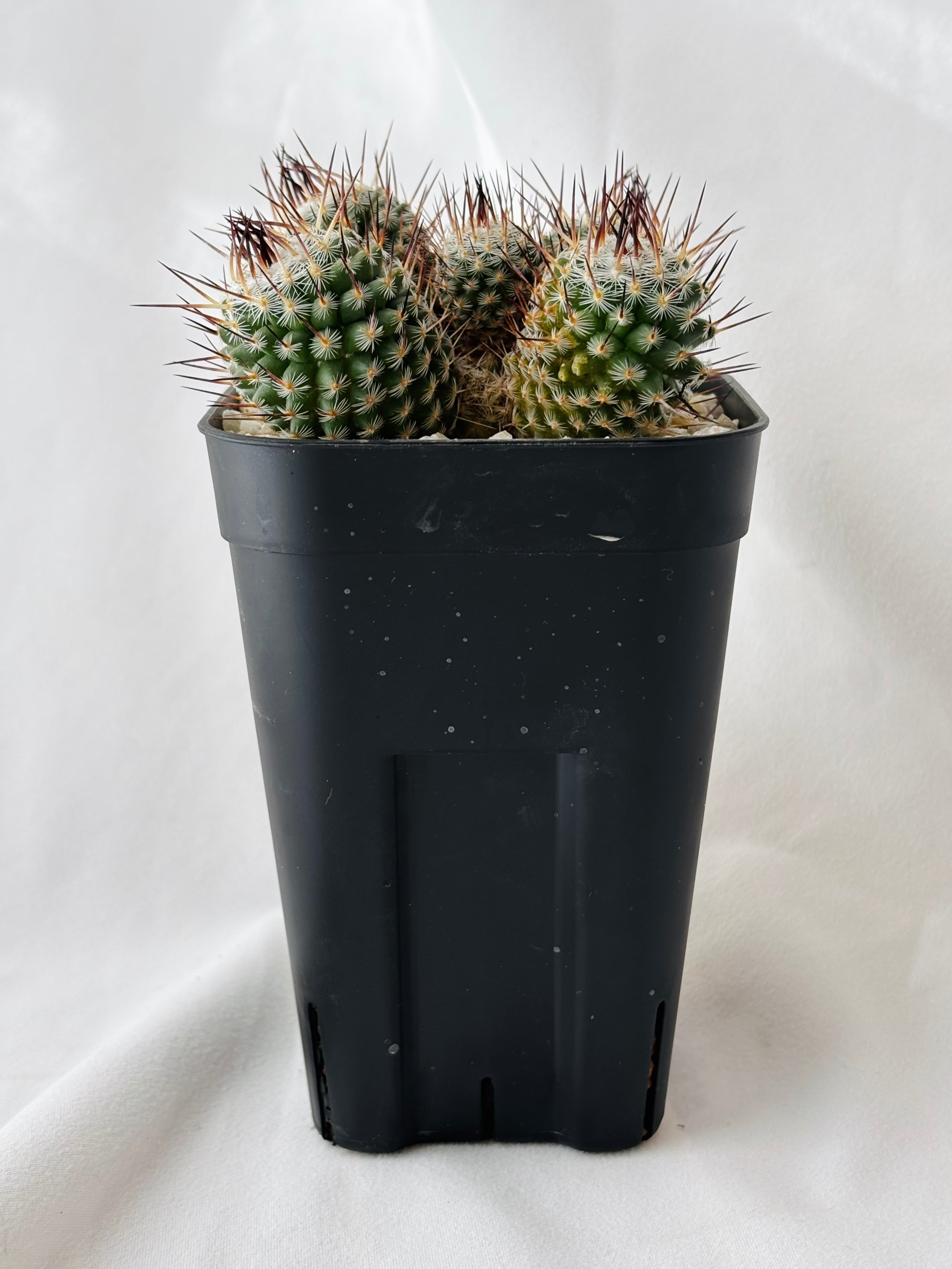 Mammillaria parkinsonii 'Azarashi' マミラリア 黒刺アザラシ
