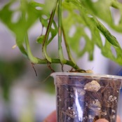 Monstera adansonii Mottled / モンステラ アダンソニー ミント㉙ / 観葉植物