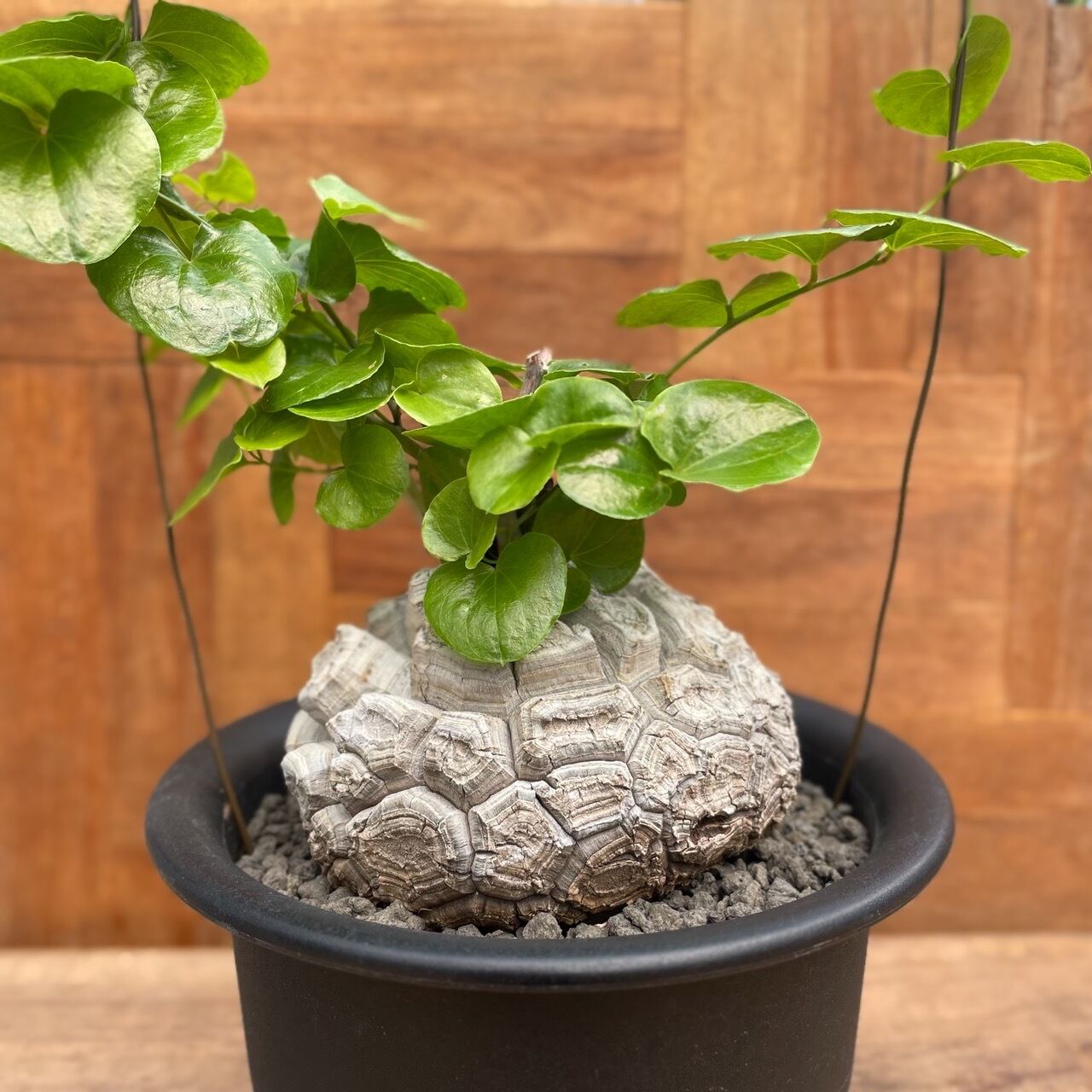 1000粒 亀甲竜種子 Dioscorea elephantipes 1000粒 亀甲竜種子 Dioscorea elephantipes 【公式通販】