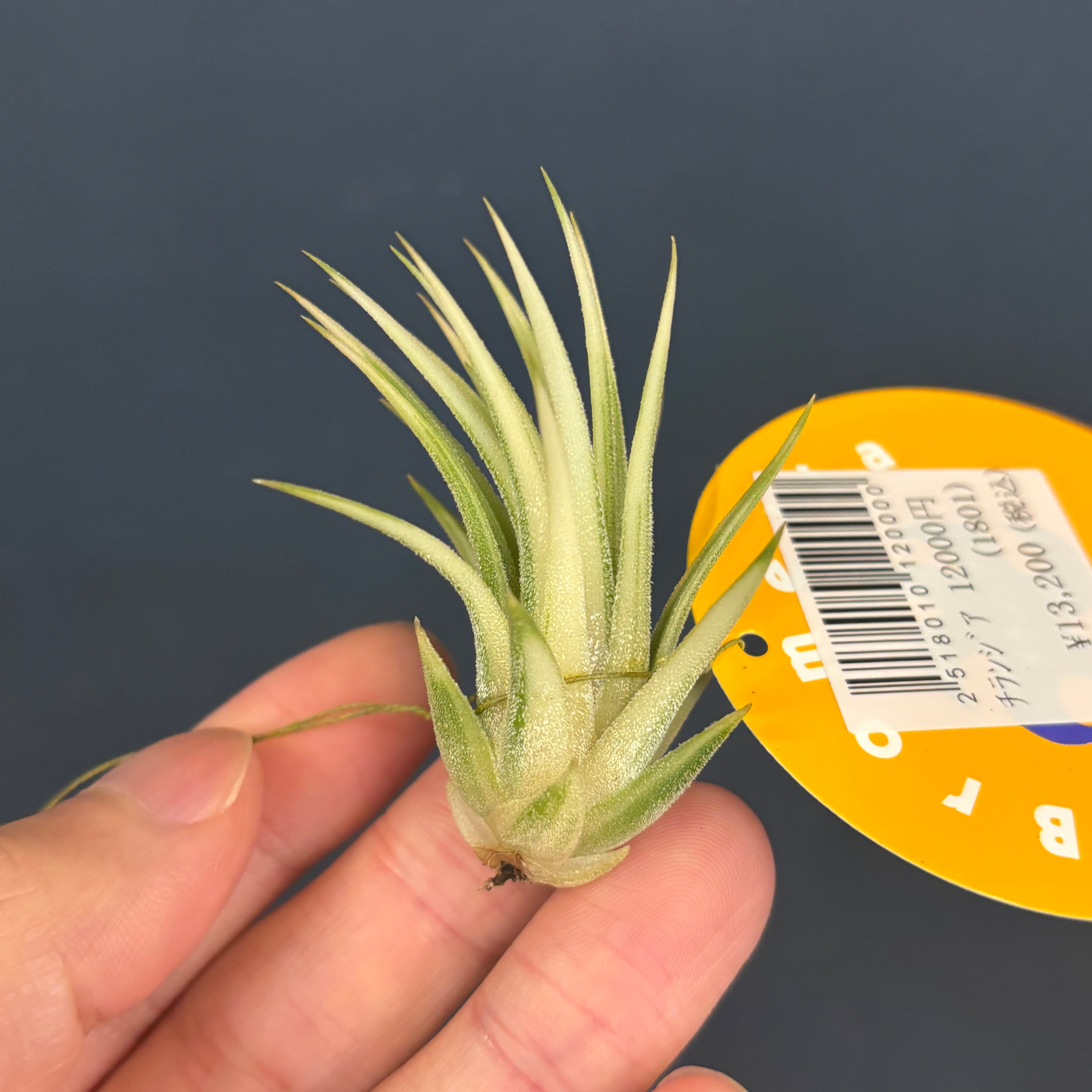 チランジア イオナンタ アルボマルギナータ【687】