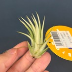 チランジア イオナンタ アルボマルギナータ【687】