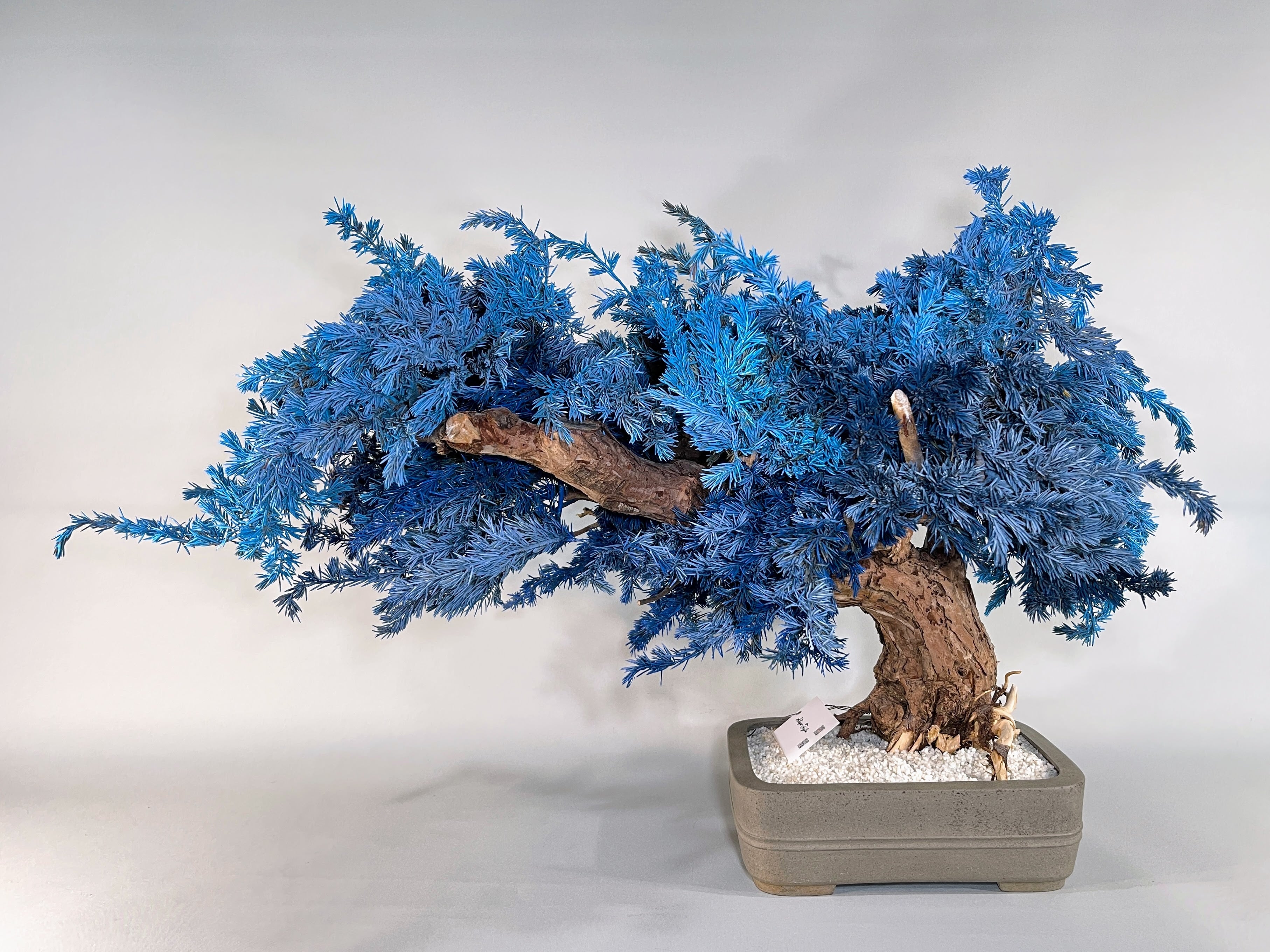 DRY BONSAI TOKYO Online store