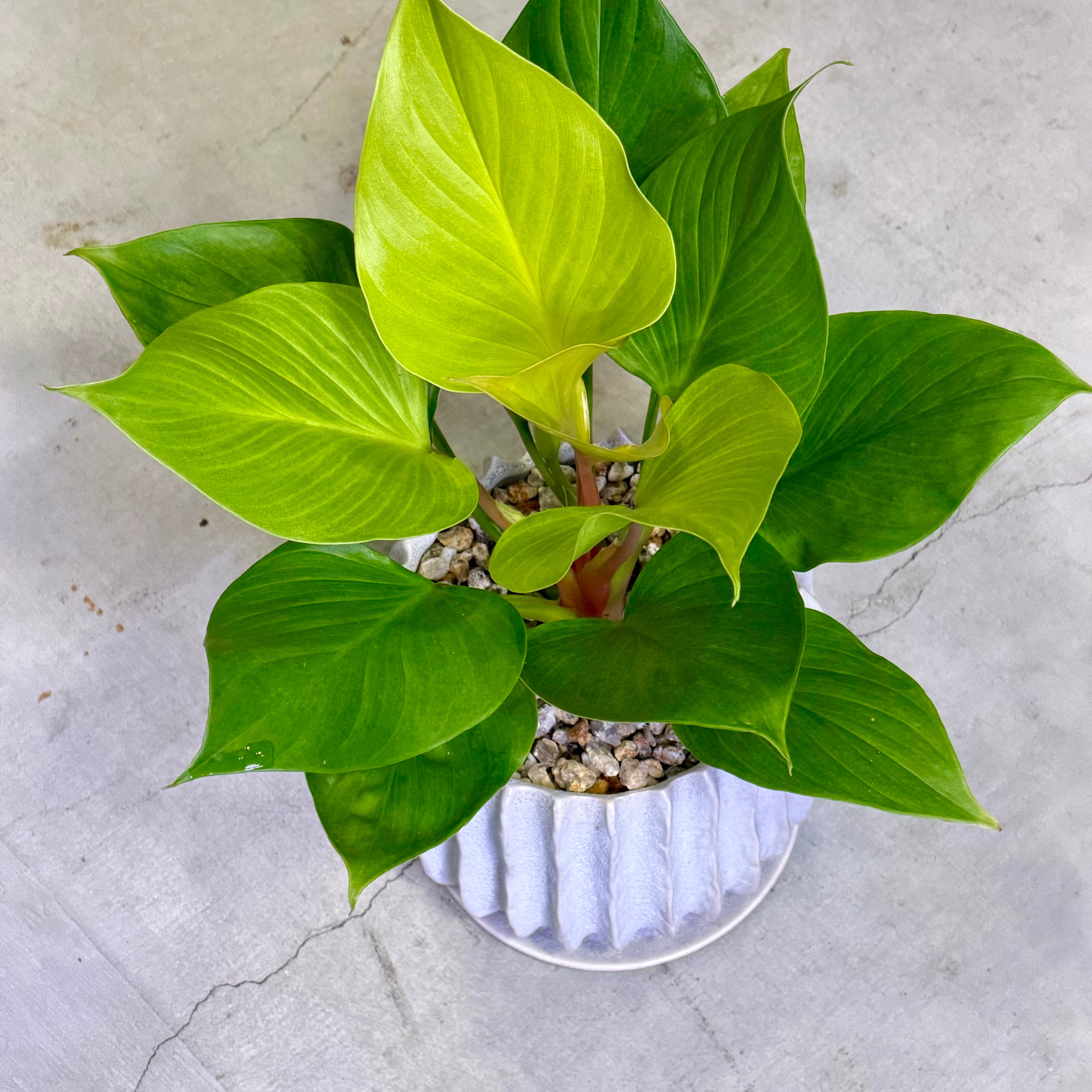 ホマロメナ・レモンライム | barrelplants_BONSAI