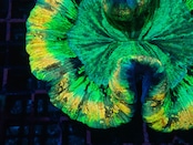 Wellsophyllia Radiata UltraGrade