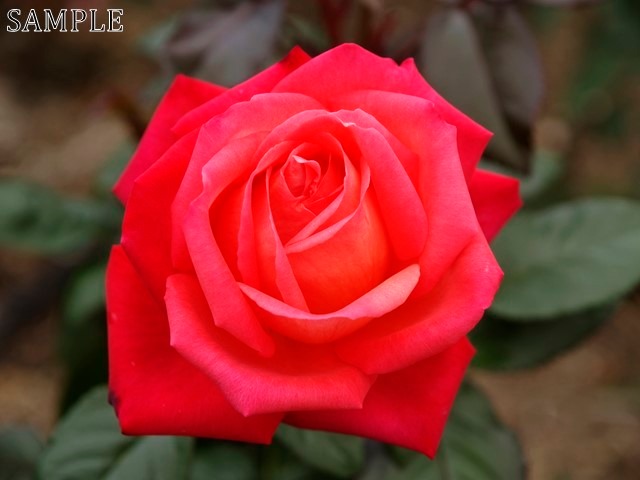 薔薇　光彩  JPEG
