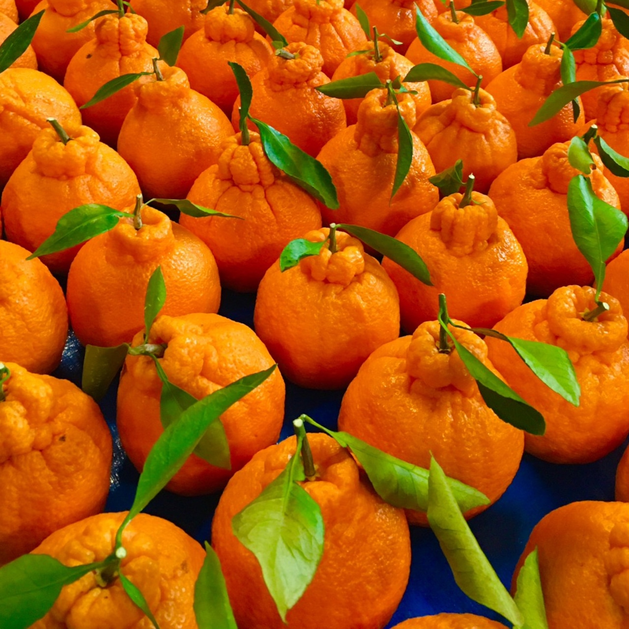 【贈答用】樹上完熟アルギット不知火(ハウス栽培)約3.0kg葉付き/ 【3月上旬頃から順次発送】