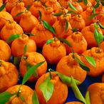 【贈答用】樹上完熟アルギット不知火(ハウス栽培)約3.0kg葉付き/ 【3月上旬頃から順次発送】