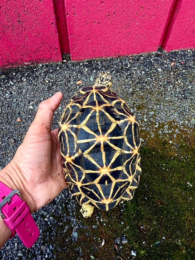 インドホシガメ