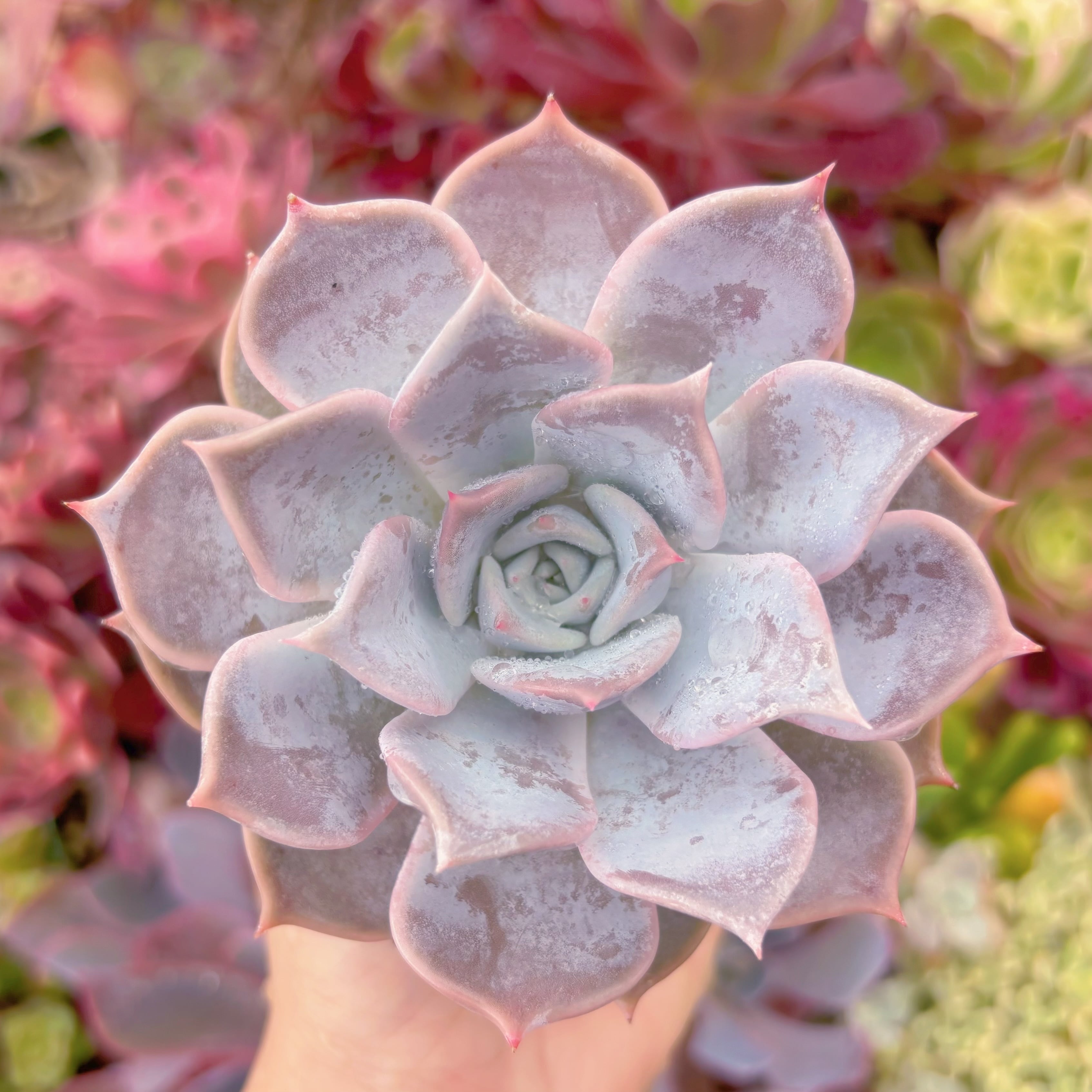 現物　Lilacina#230　古株　るる農園