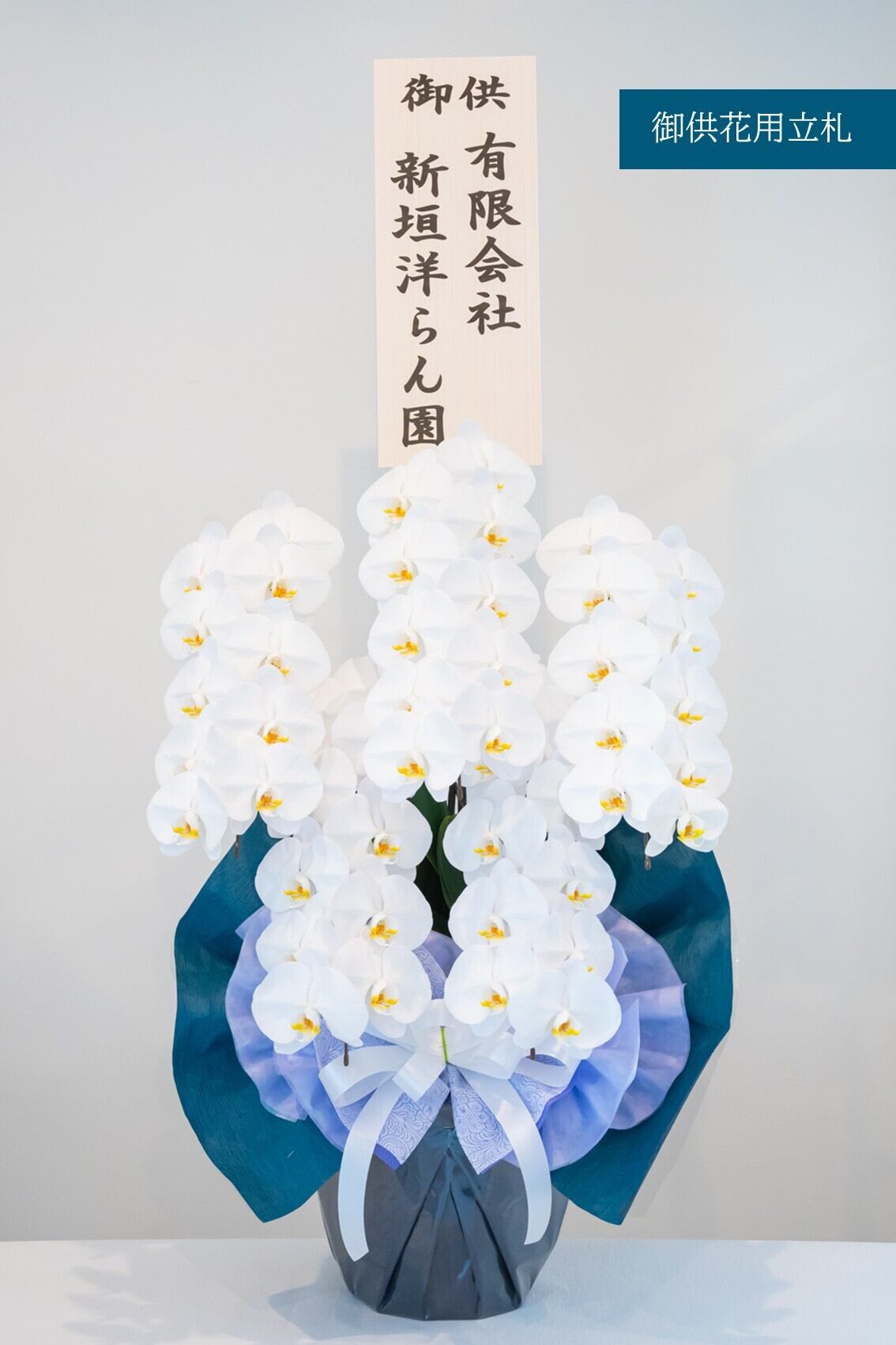 白大輪胡蝶蘭 3本立ち30輪 | 沖縄の胡蝶蘭販売 | 新垣洋らん園