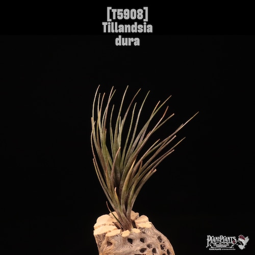 Tillandsia dura〔エアプランツ〕T5908