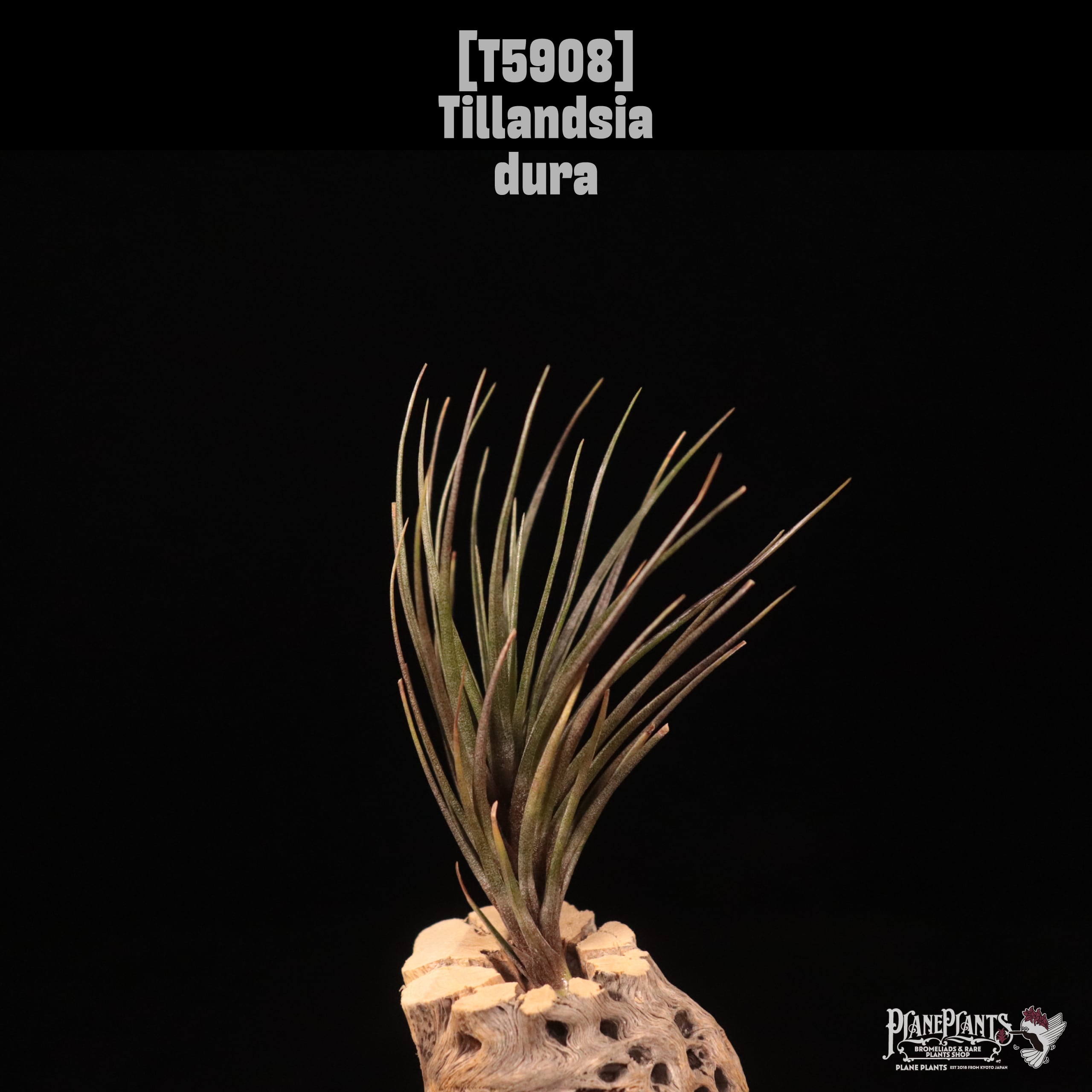 Tillandsia dura〔エアプランツ〕T5908