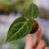 アンスリウム・レガレ / Anthurium Regale⑤ / 観葉植物<育て方・花言葉>