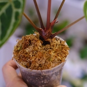 Anthurium. SKG Pink Lemonade × A.Zara Michelle⑤ / アンスリウム ピンクレモネード × ザラ ミシェル
