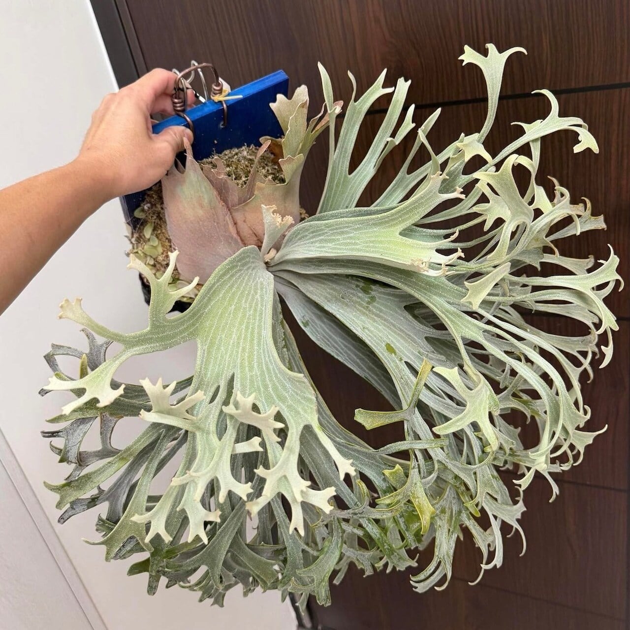 P.Triceratops (三角龍) pup ビカクシダ P.Triceratops (三角龍) pup | naturefix