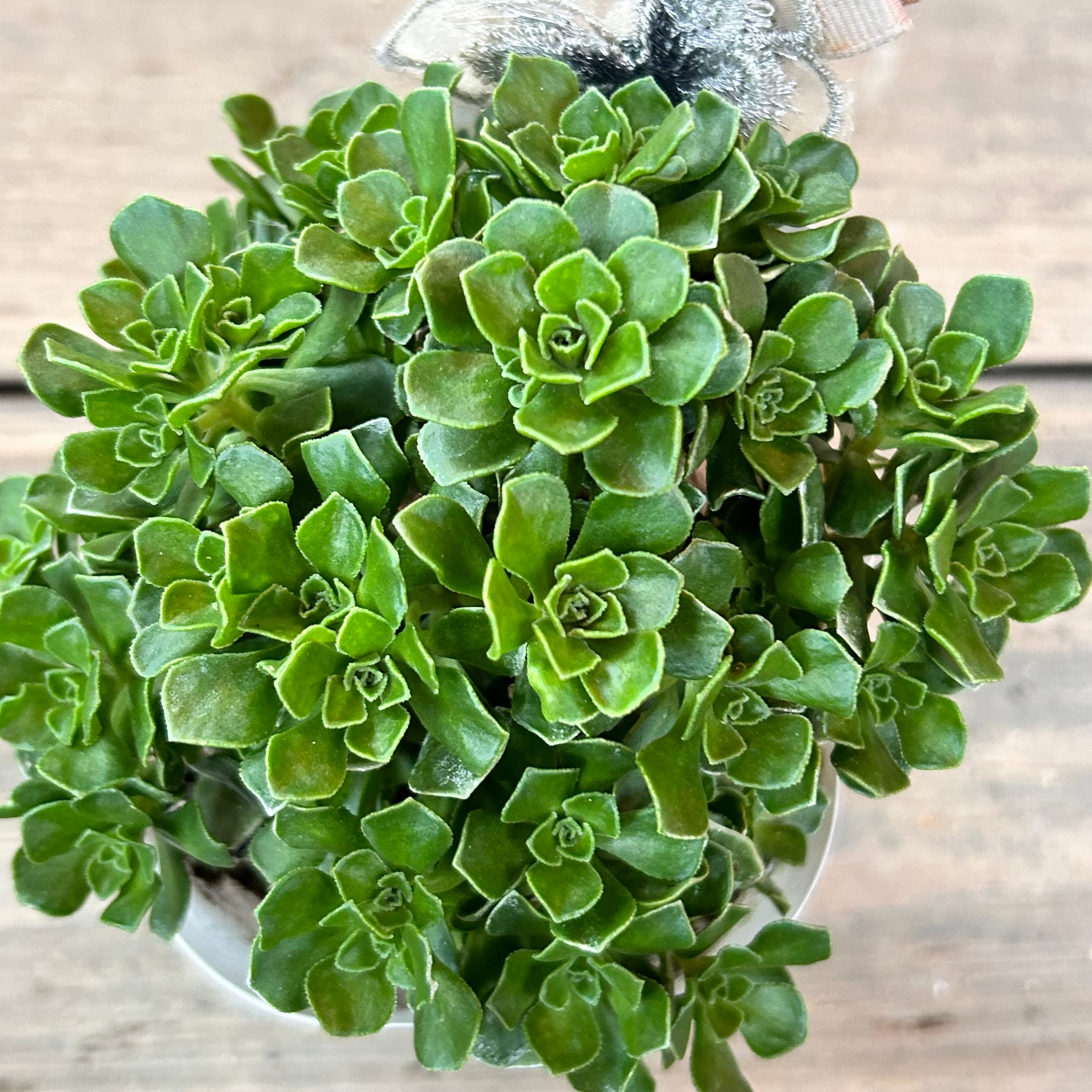 多肉植物　アエオニウム　チョコチップ　B 4a6068df050813289ead22ff47f8d2