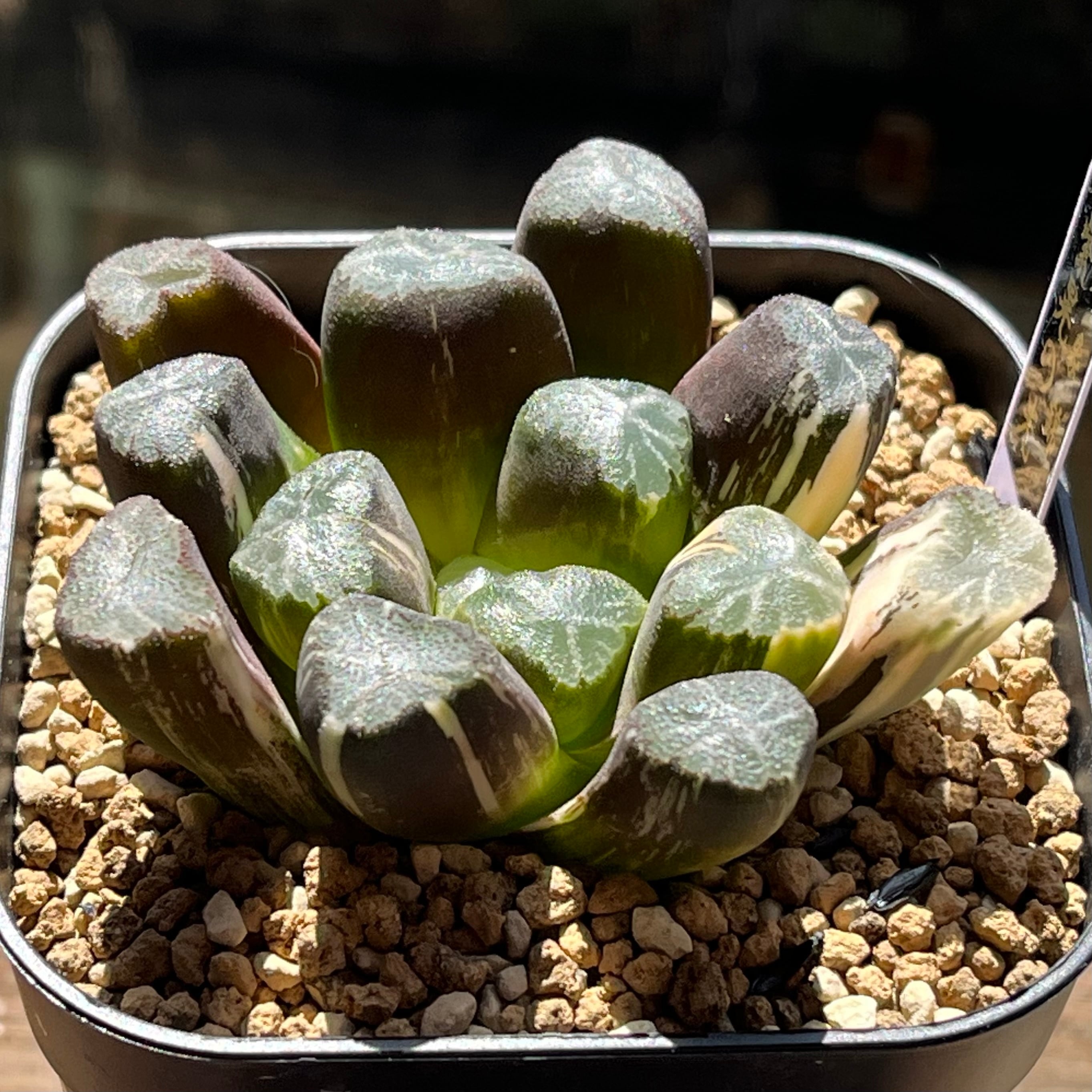 ハオルチア 万象錦 紫晃の光 | mocono_plants