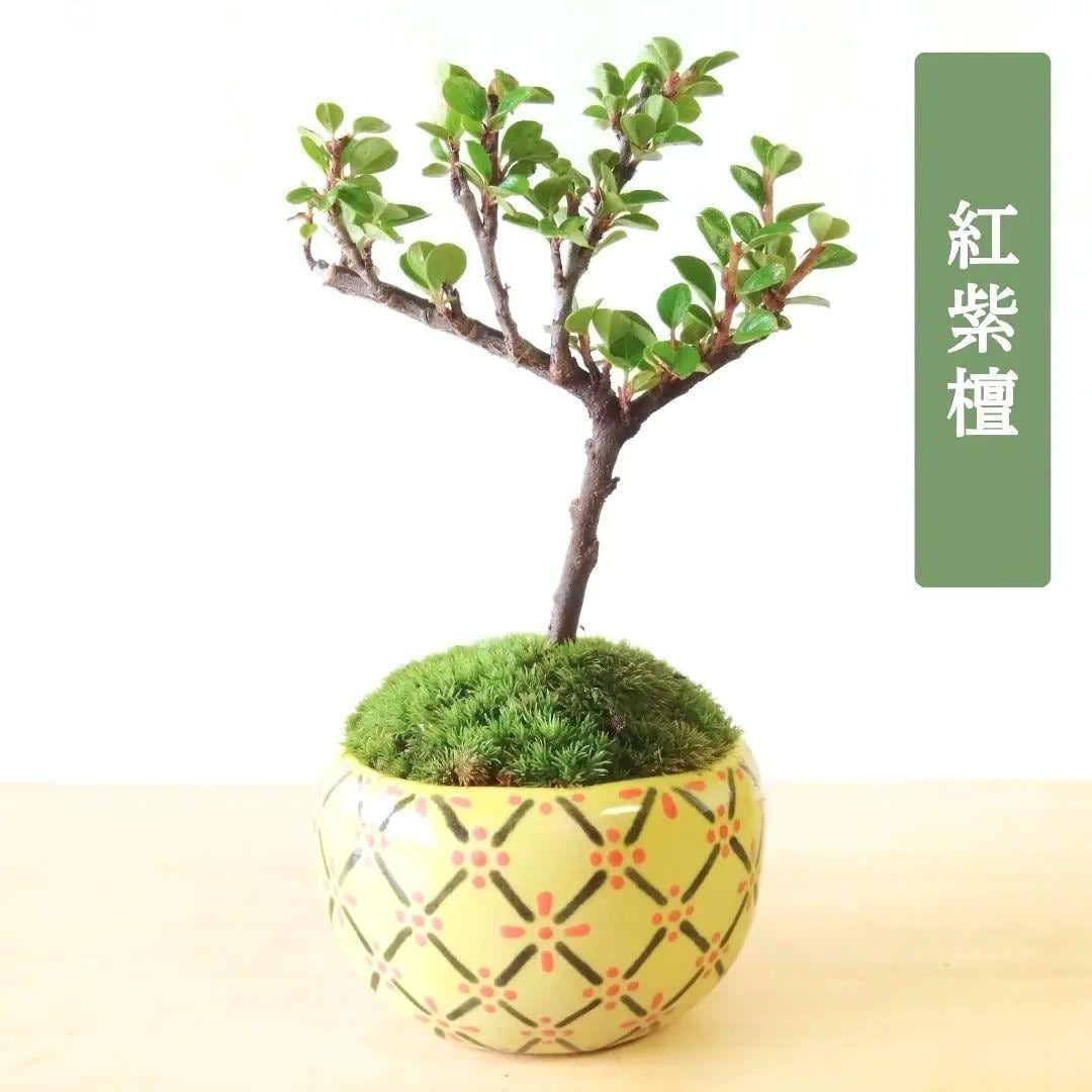 POTOCO 唐楓 カエデ 観葉植物 ストライプ 陶器鉢 盆栽 小品盆栽 苔玉