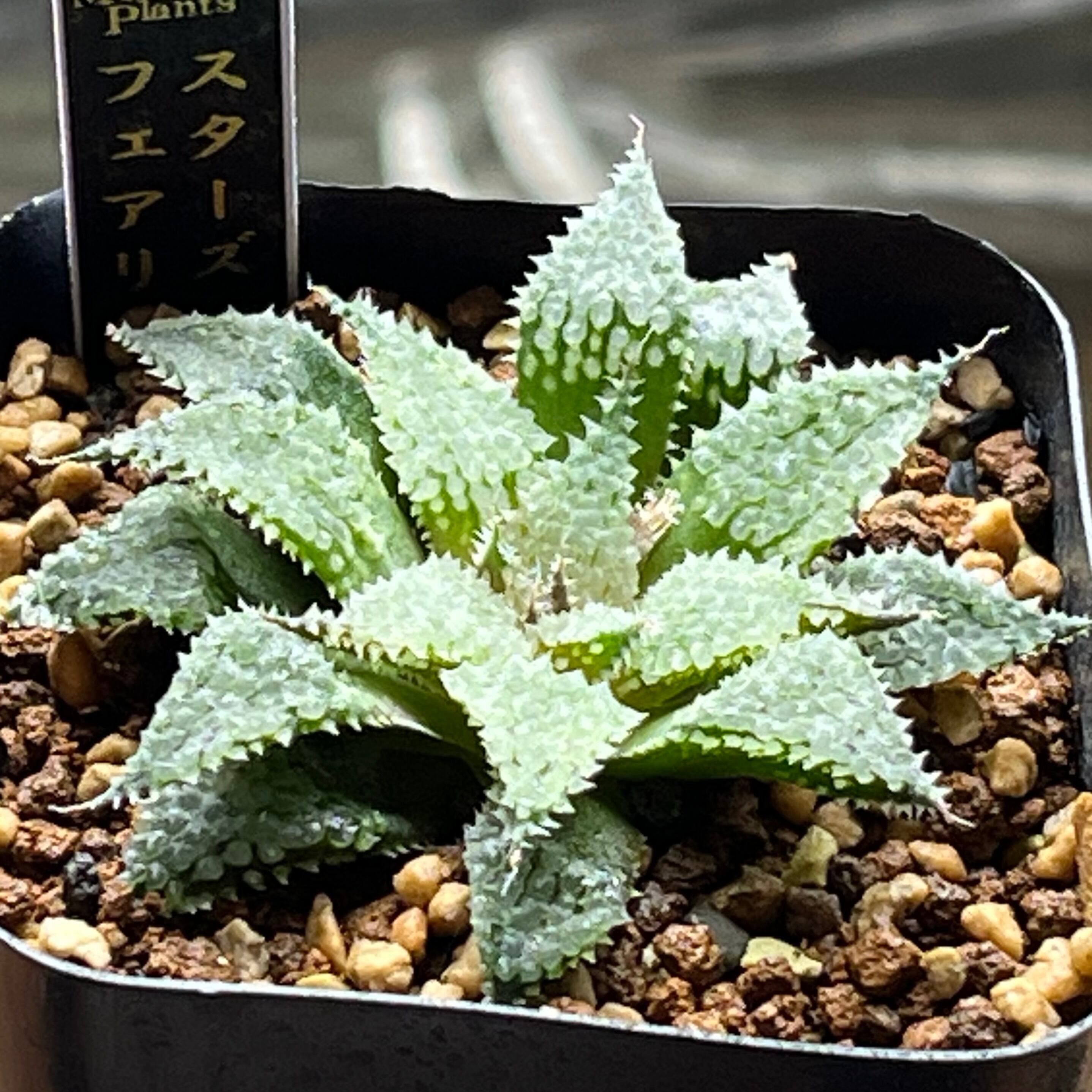 ハオルチア 森の雫 | mocono_plants