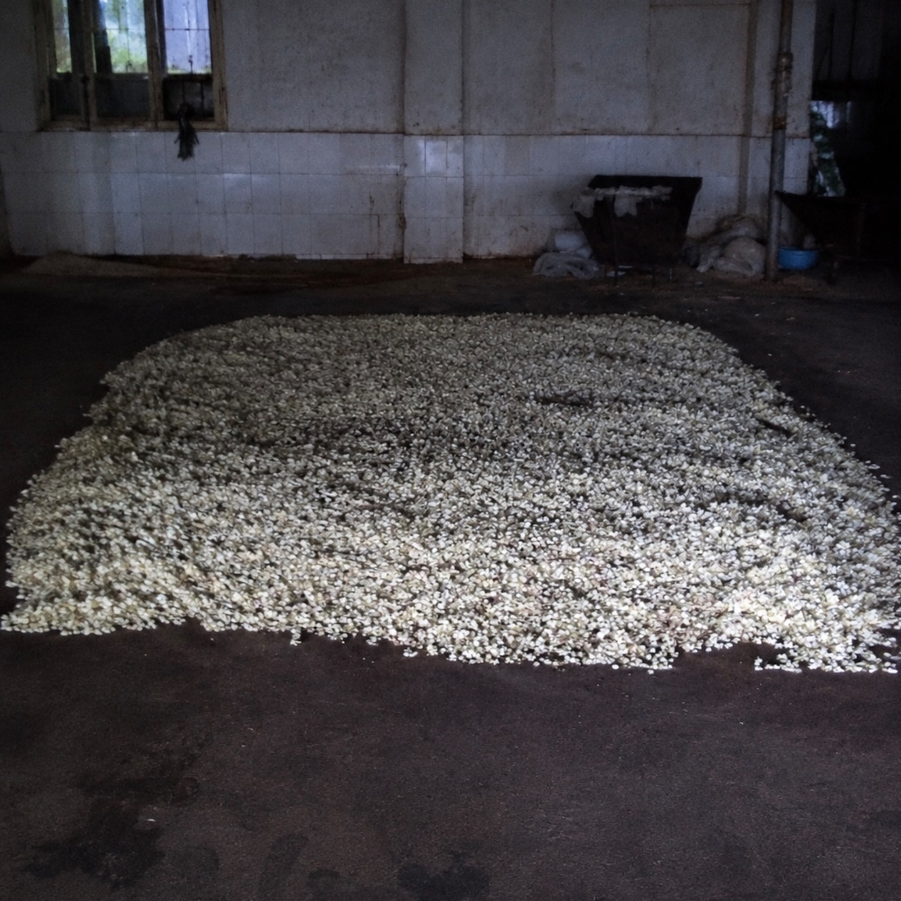 【中国】広西省横県 真珠ジャスミン30g｜香りを楽しむ珠状ジャスミン茶
