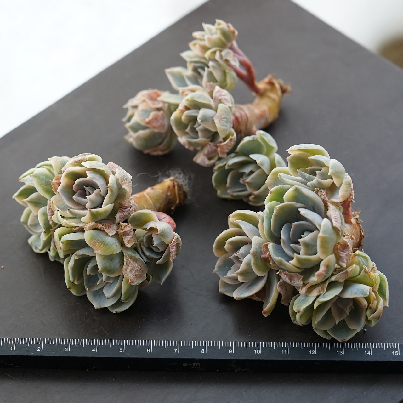 カット苗 ピーコッキーベイカー錦 【日本初上陸？】 Echeveria peacockii Baker f. variegata