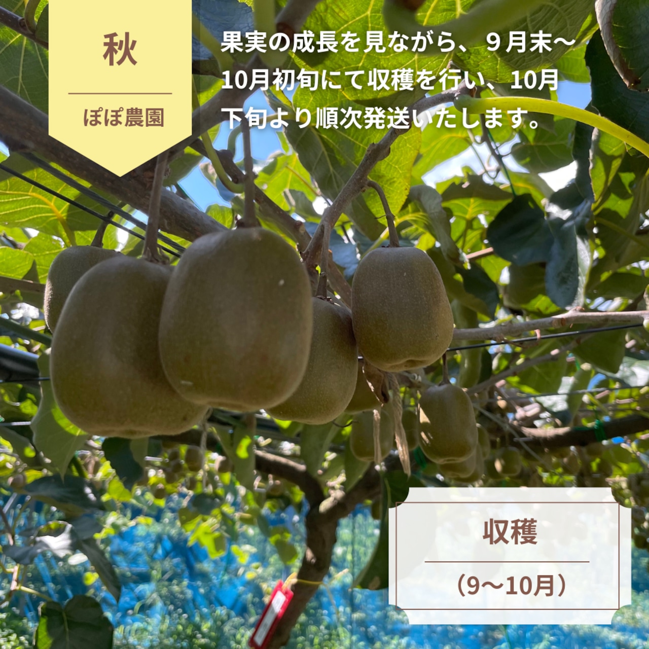 ＜10月下旬より順次発送＞【訳あり】【産地直送】レインボーレッドキウイ　Mサイズ 約36個(約3.0Kg)