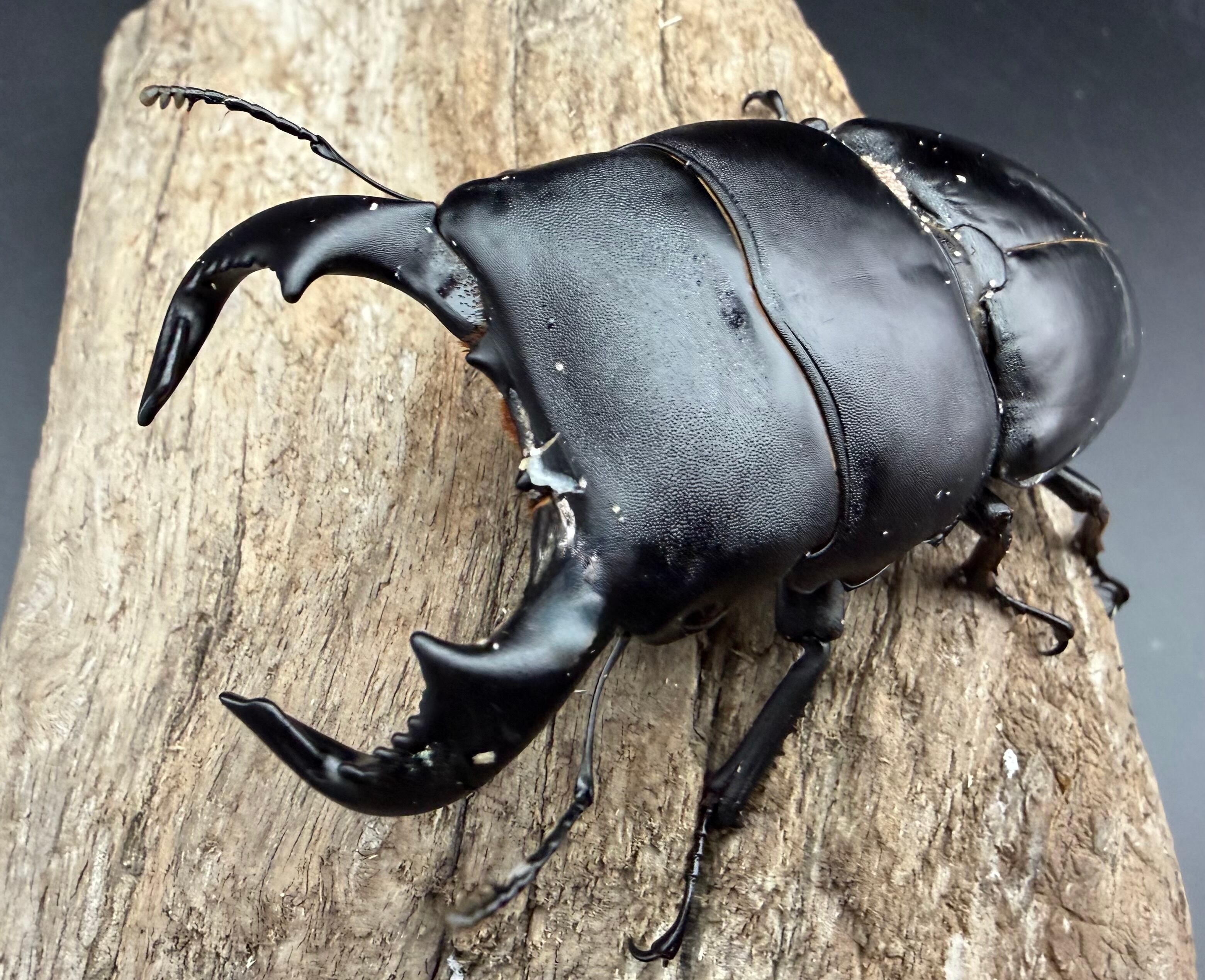 WD】《ダイオウヒラタ アルゴプーロ産 85mm ペア》 | KPW公式