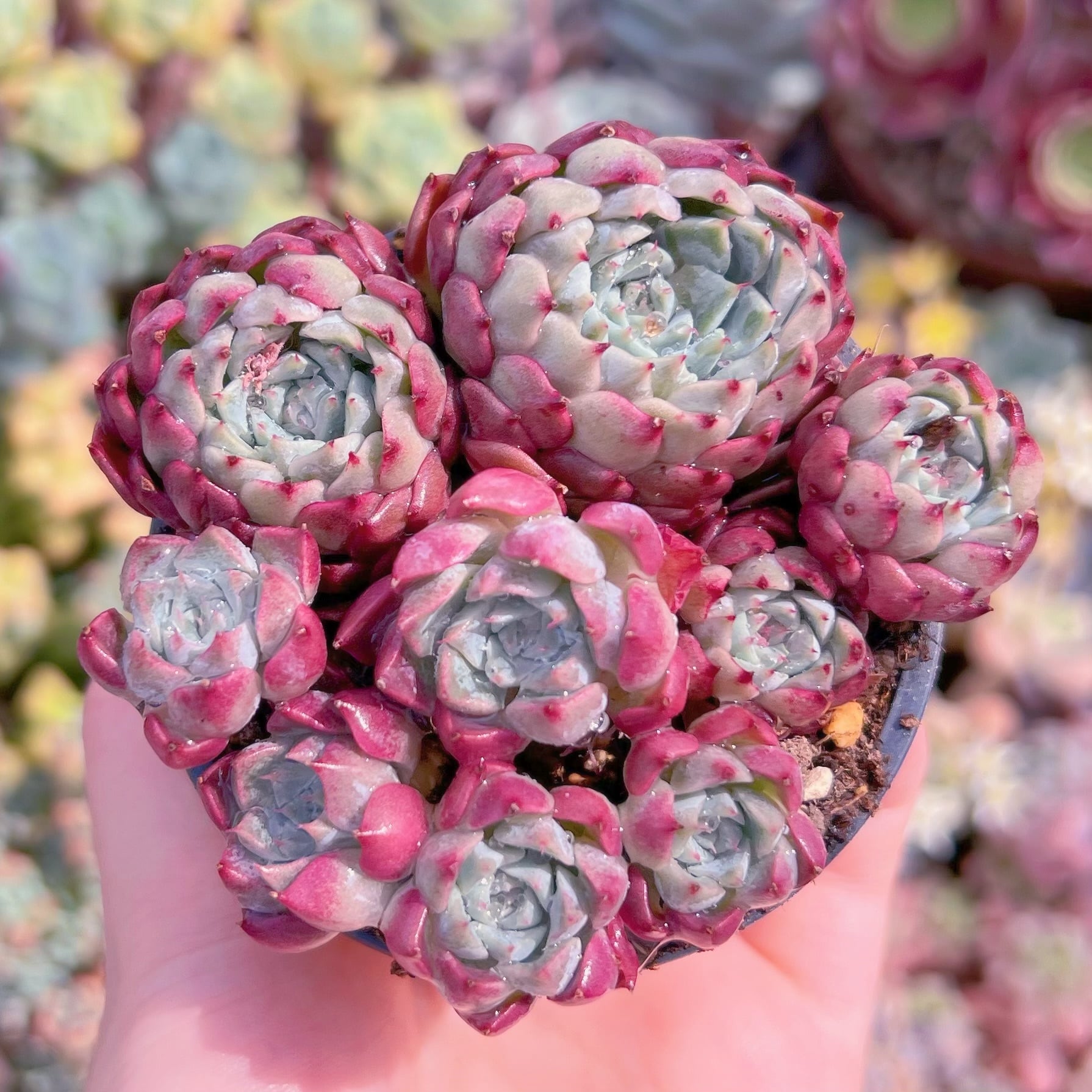 現品　沙羅姫牡丹(自然群生)#D20　群生　るる農園