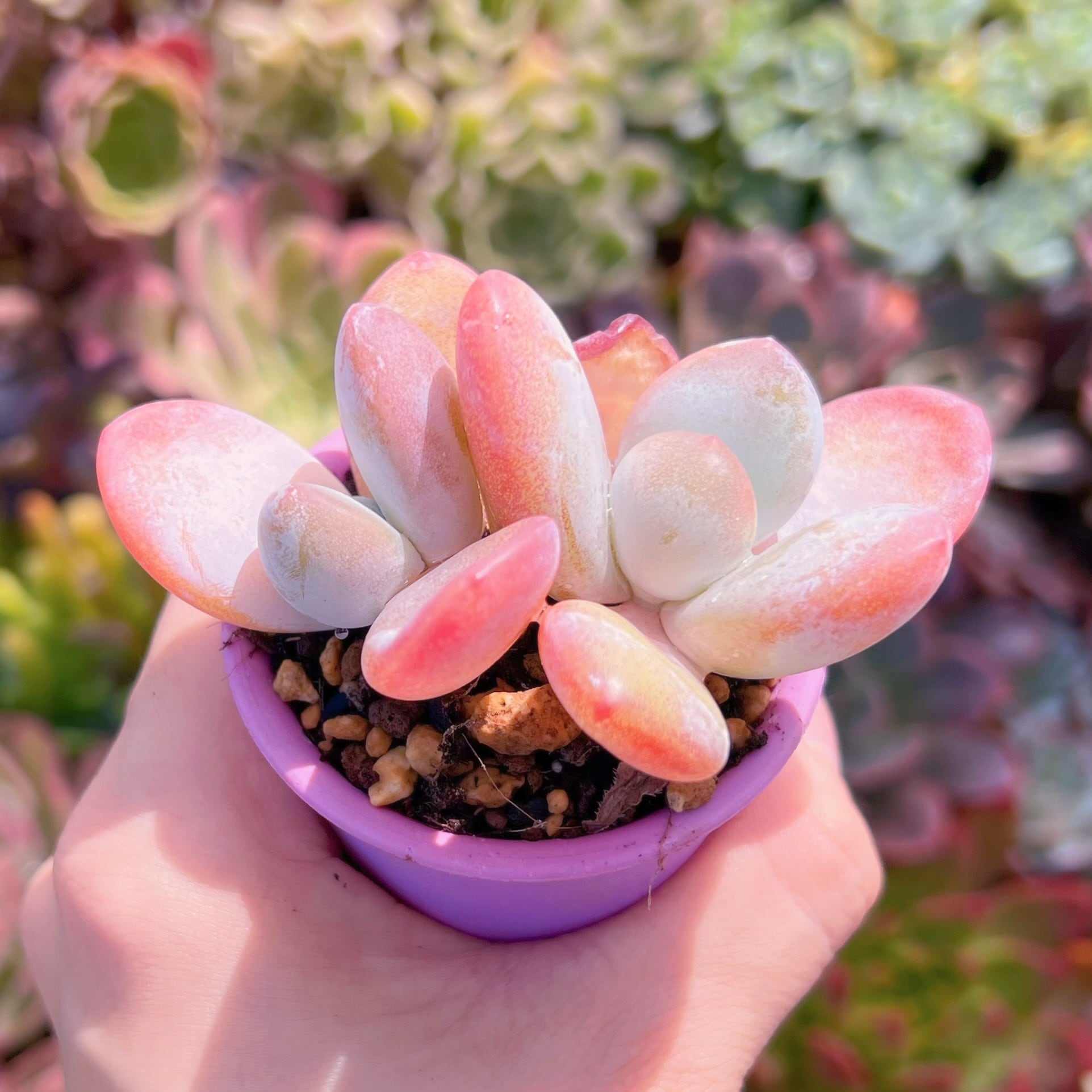 多肉植物 雪美人 2頭 新入荷 | るる農園~多肉植物専門