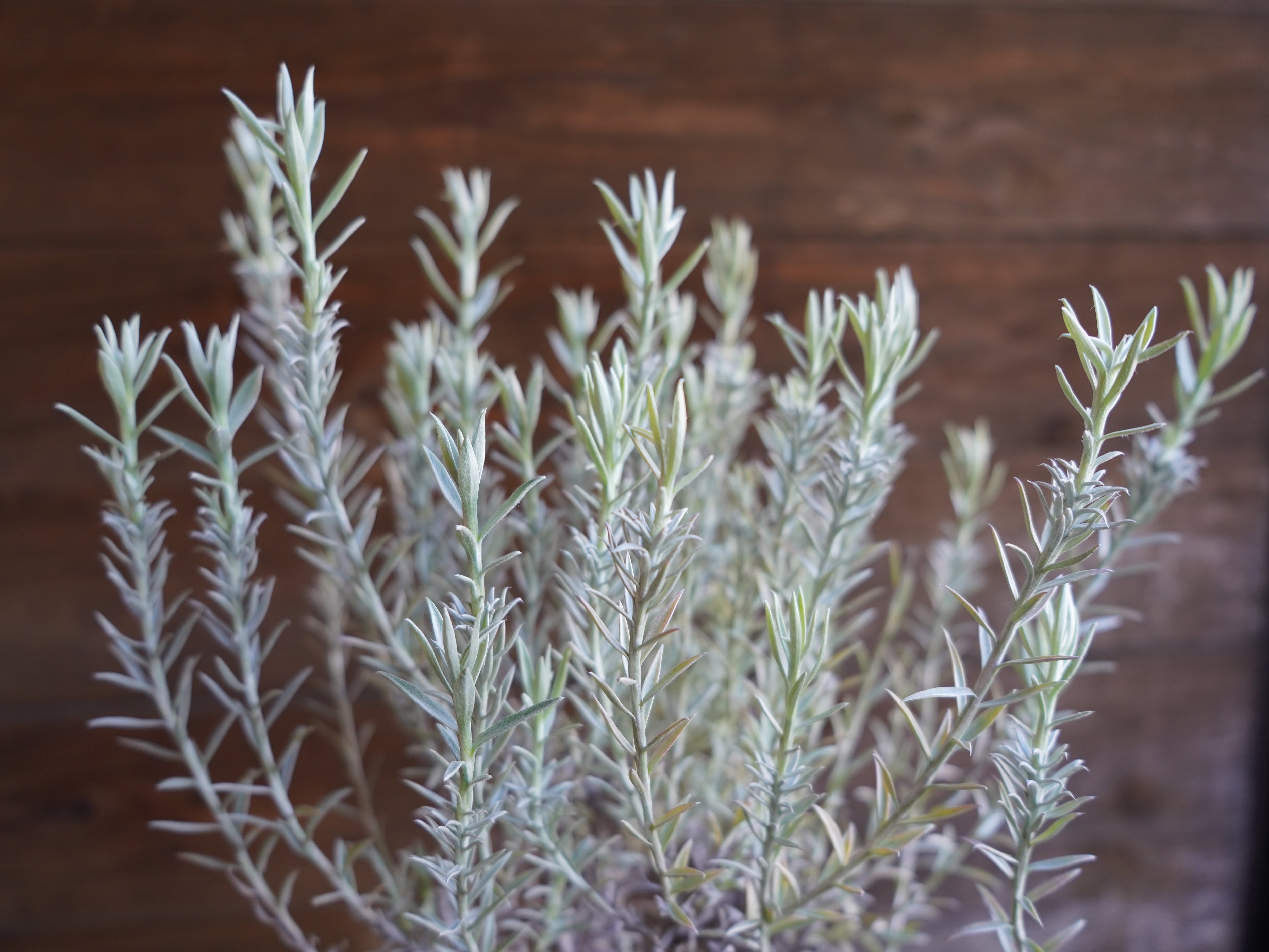 【現物】ヘリクリサム　”ホワイトシップ”