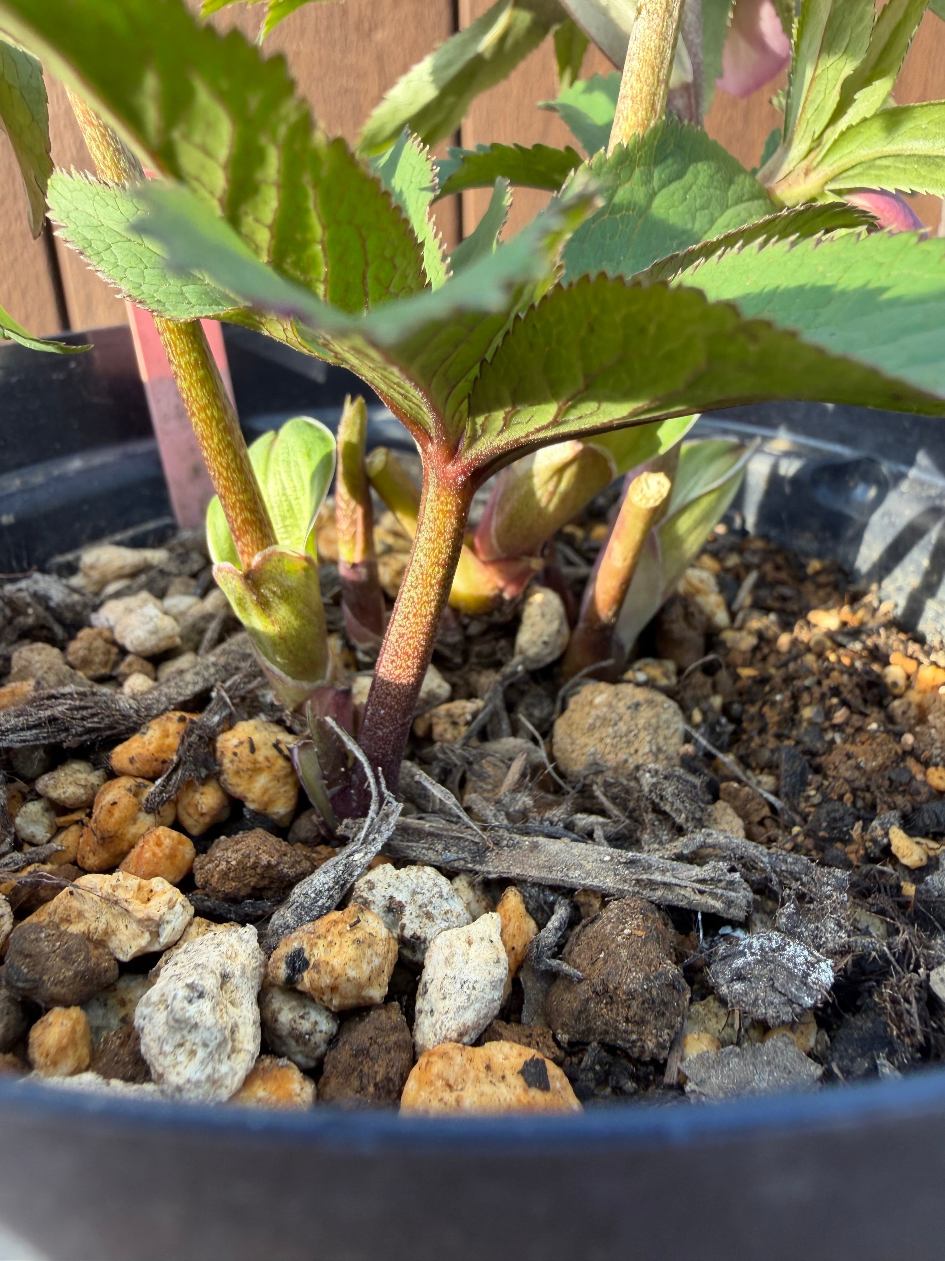 チベタヌス戻し交配(チベタヌス交配×チベタヌス) Zoony Garden