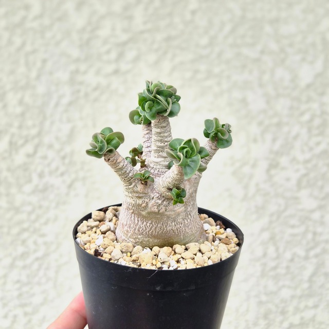 Mサイズ➄《 Adenium Arabicum D.H.A》アデニウム アラビカム 獅子葉 ドーセットホーン 塊根植物 巻葉