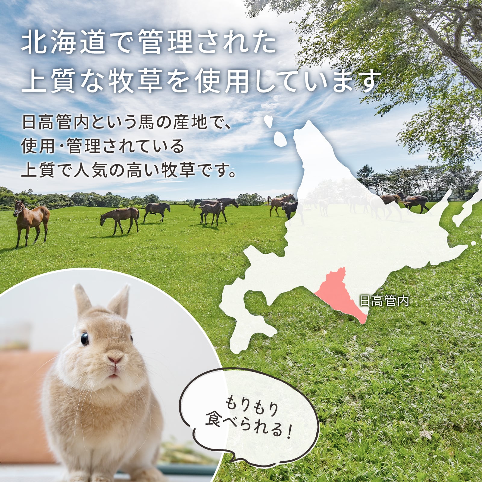 牧草王国 お試し牧草 50g×12種類 パック | うさぎの牧草チモシーもふ